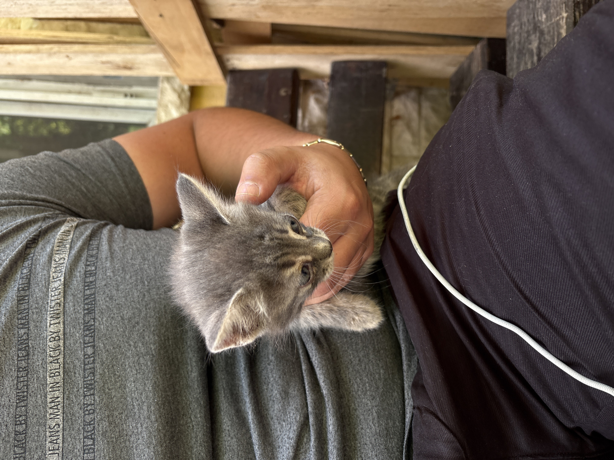 Grey kittens spotted around Provadia, Bulgaria