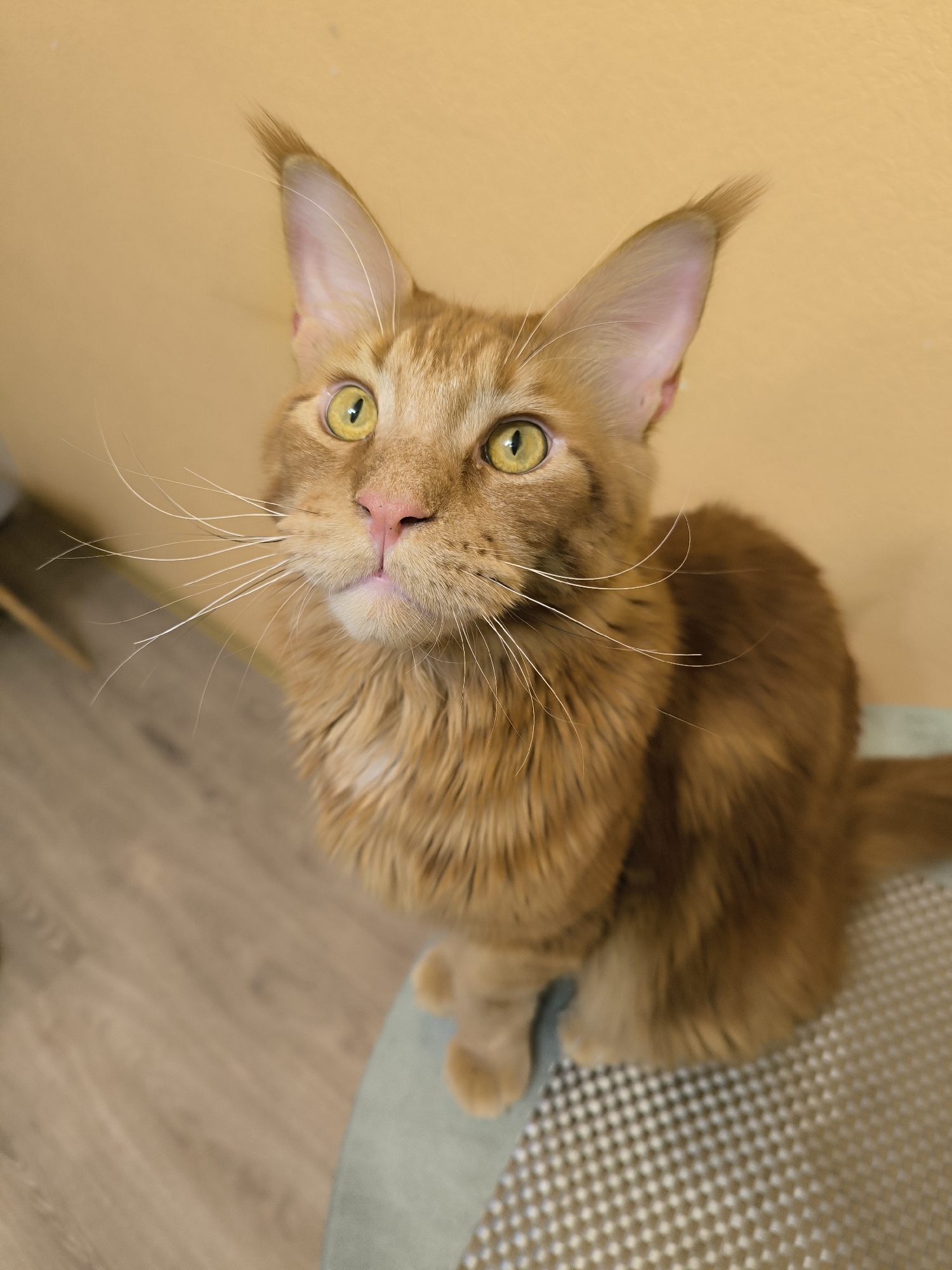 Woman and Maine Coon cat captured in apartment interactions