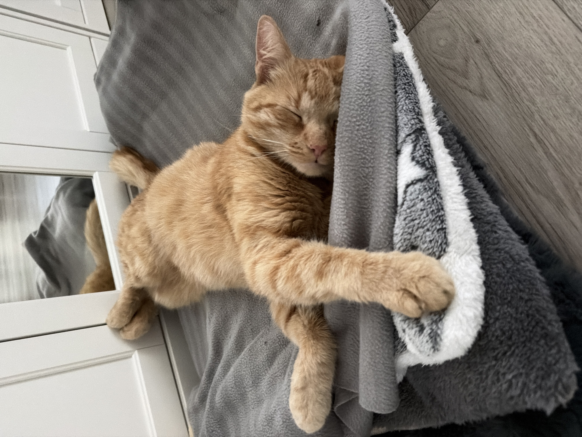 Ginger cat naps hard on a blanket pile in Helmond