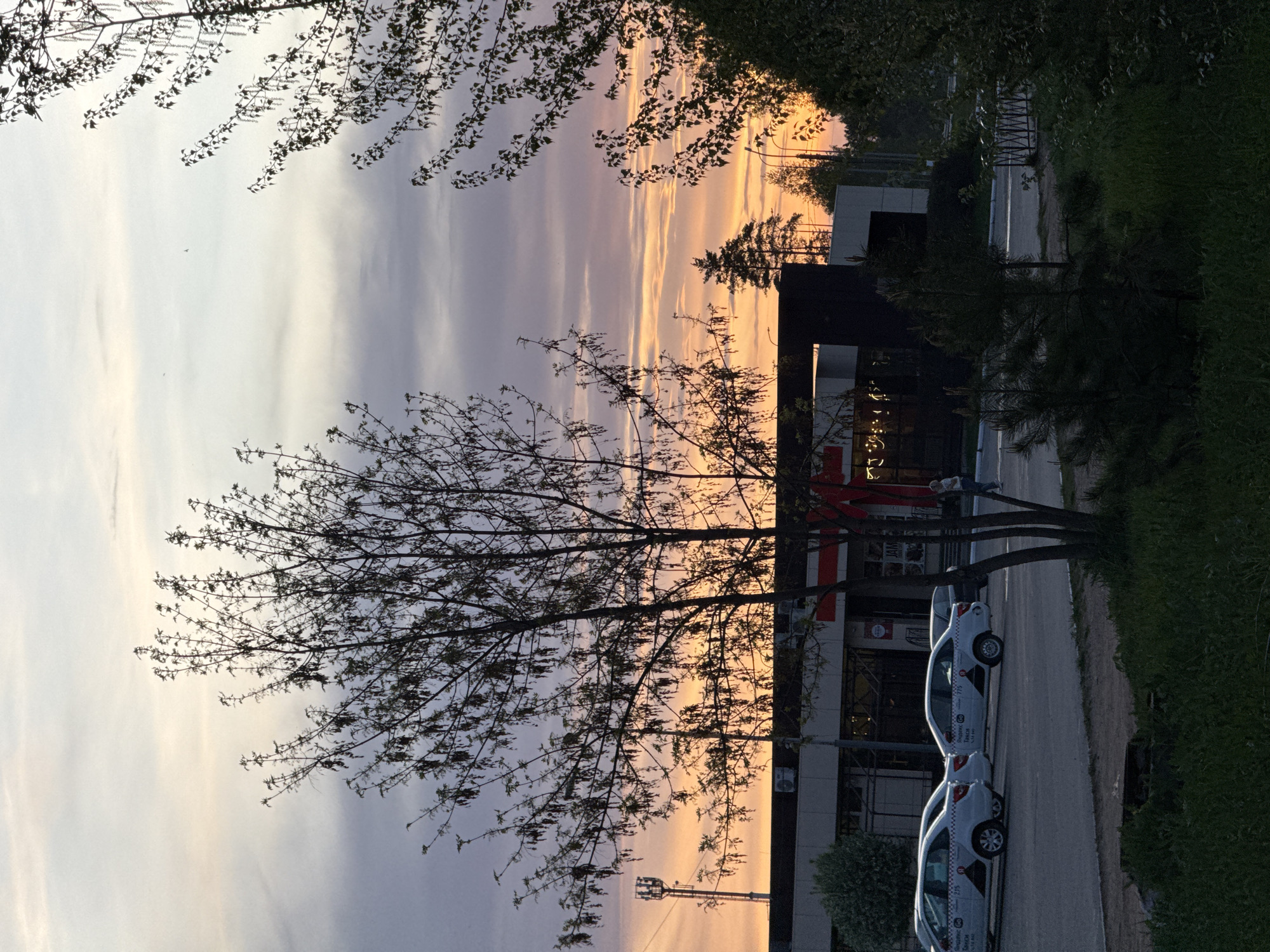 Urban sunset scene with blooming trees captured by witness
