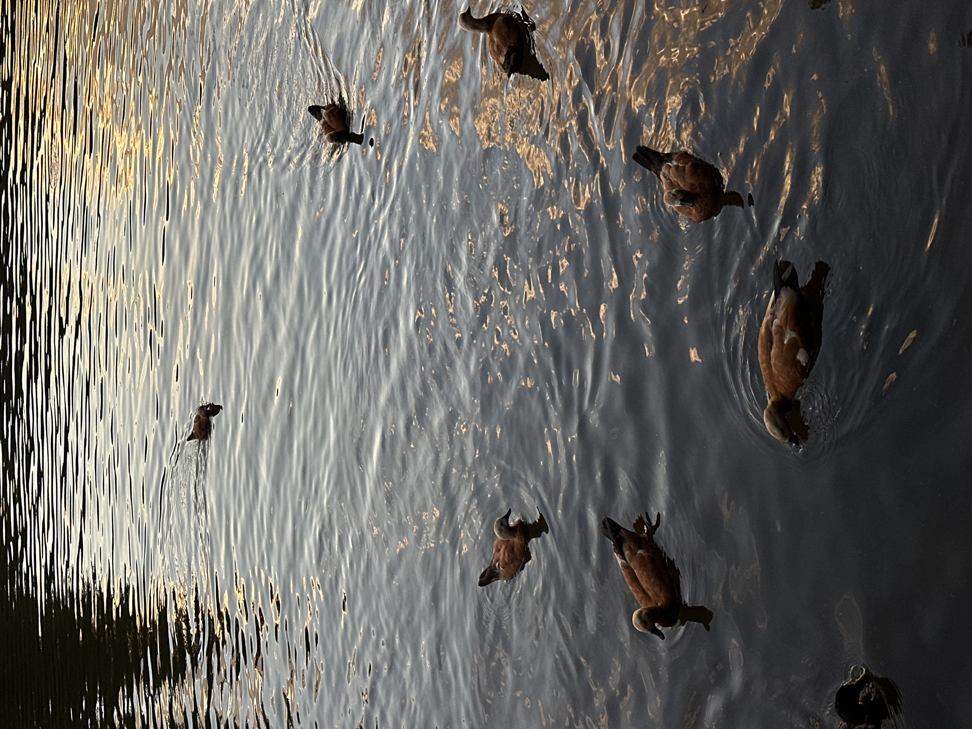 Moscow park lakes at golden hour, ducks and sunset reflections