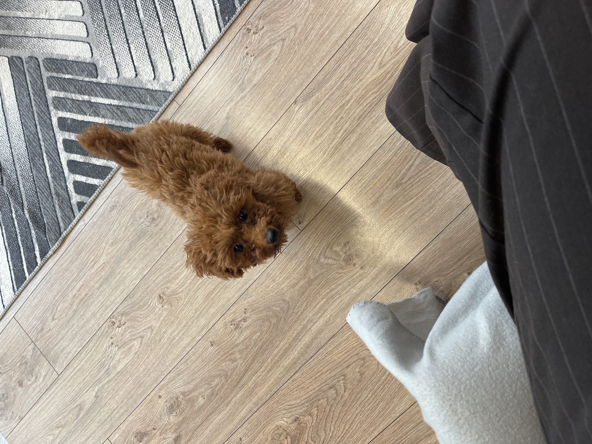 Quiet morning moments with pets and people in Sofia