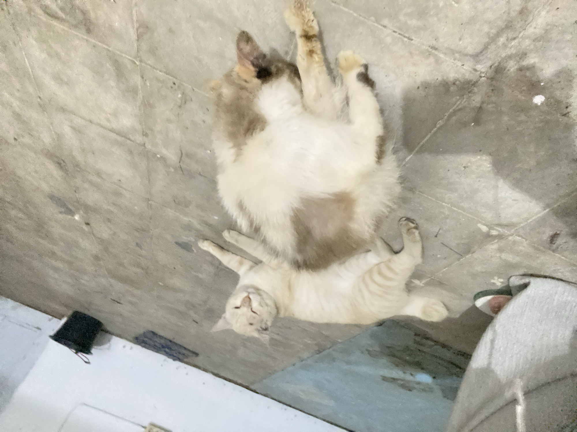 Cats, selfies, and a slow afternoon at home in Banjarbaru