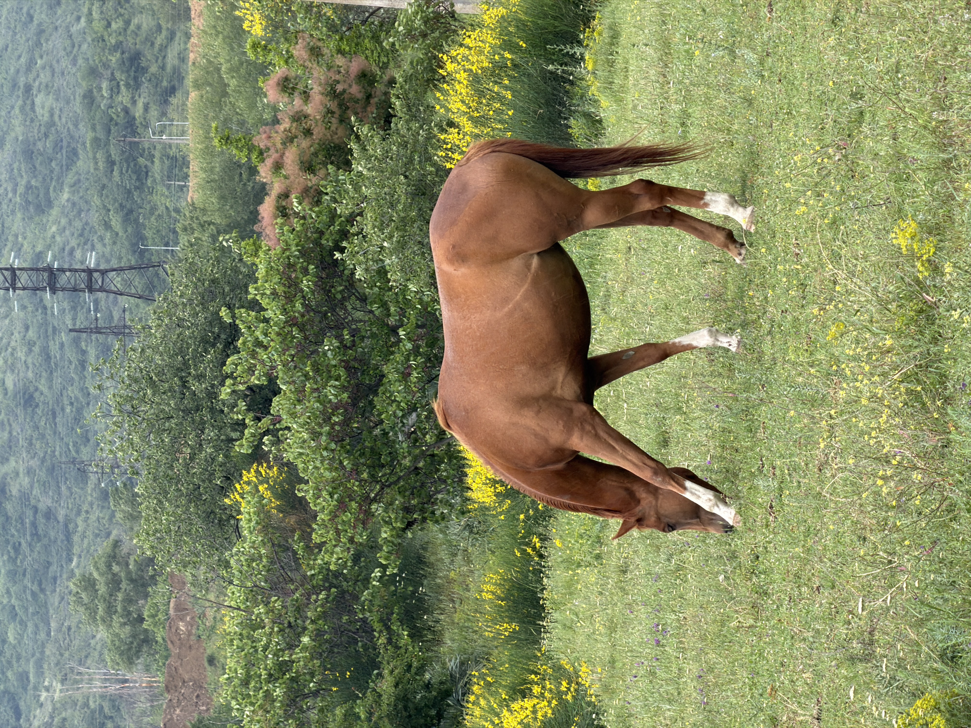 Horses graze near historic Mtskheta during rainy Georgian afternoon