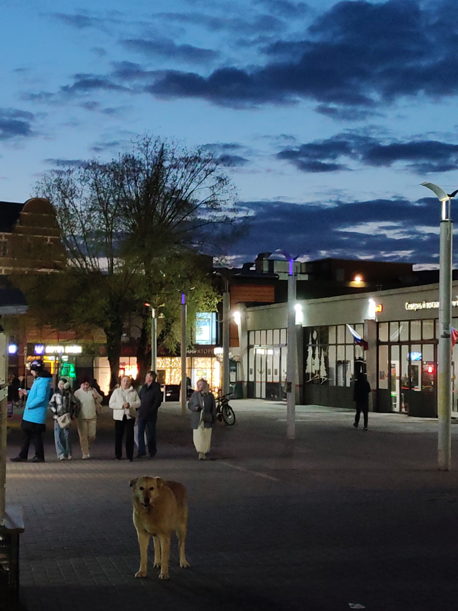 Dog stands on city street during twilight hours