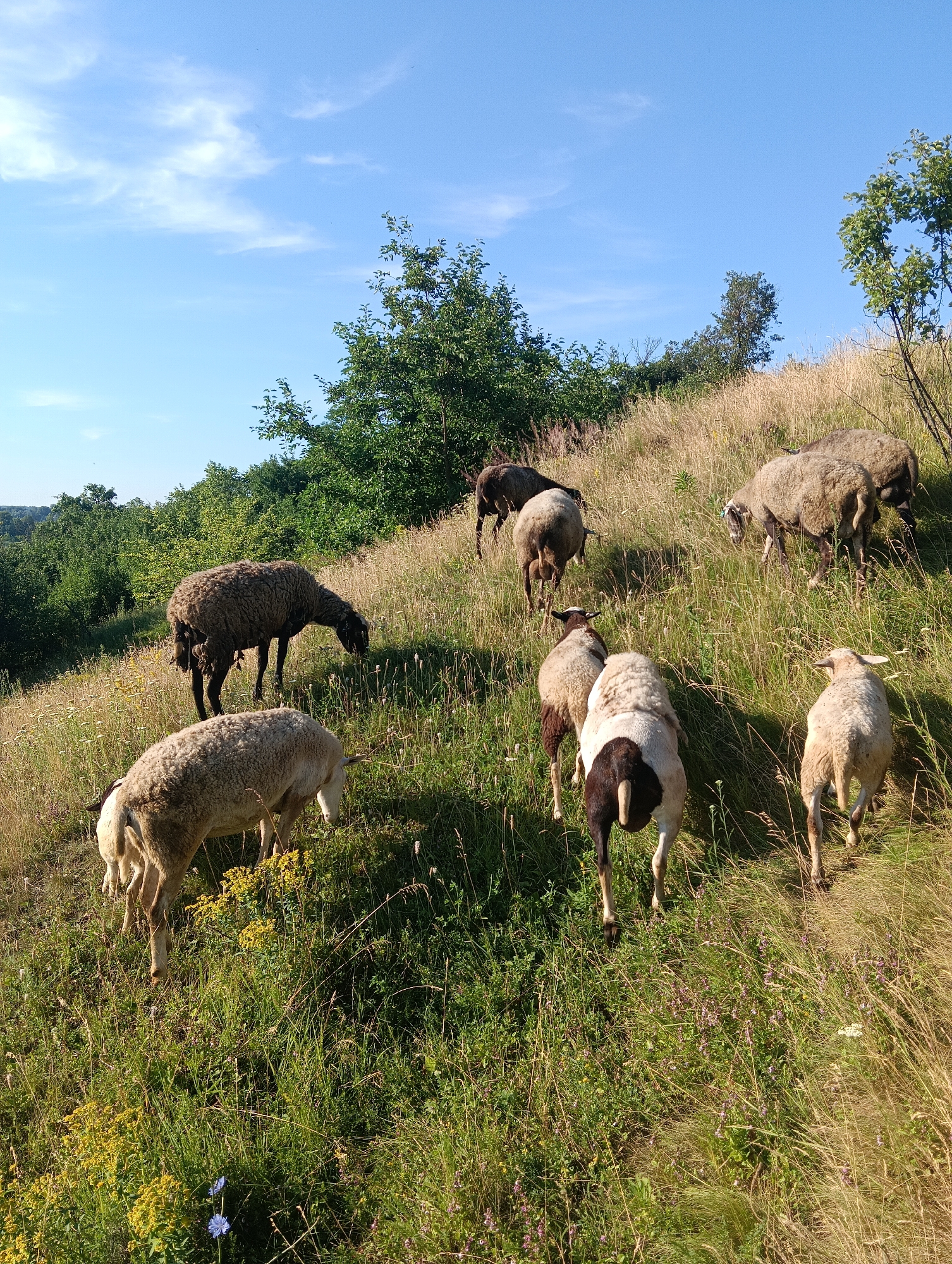 Sheep graze and wander across a sun-drenched rural hillside