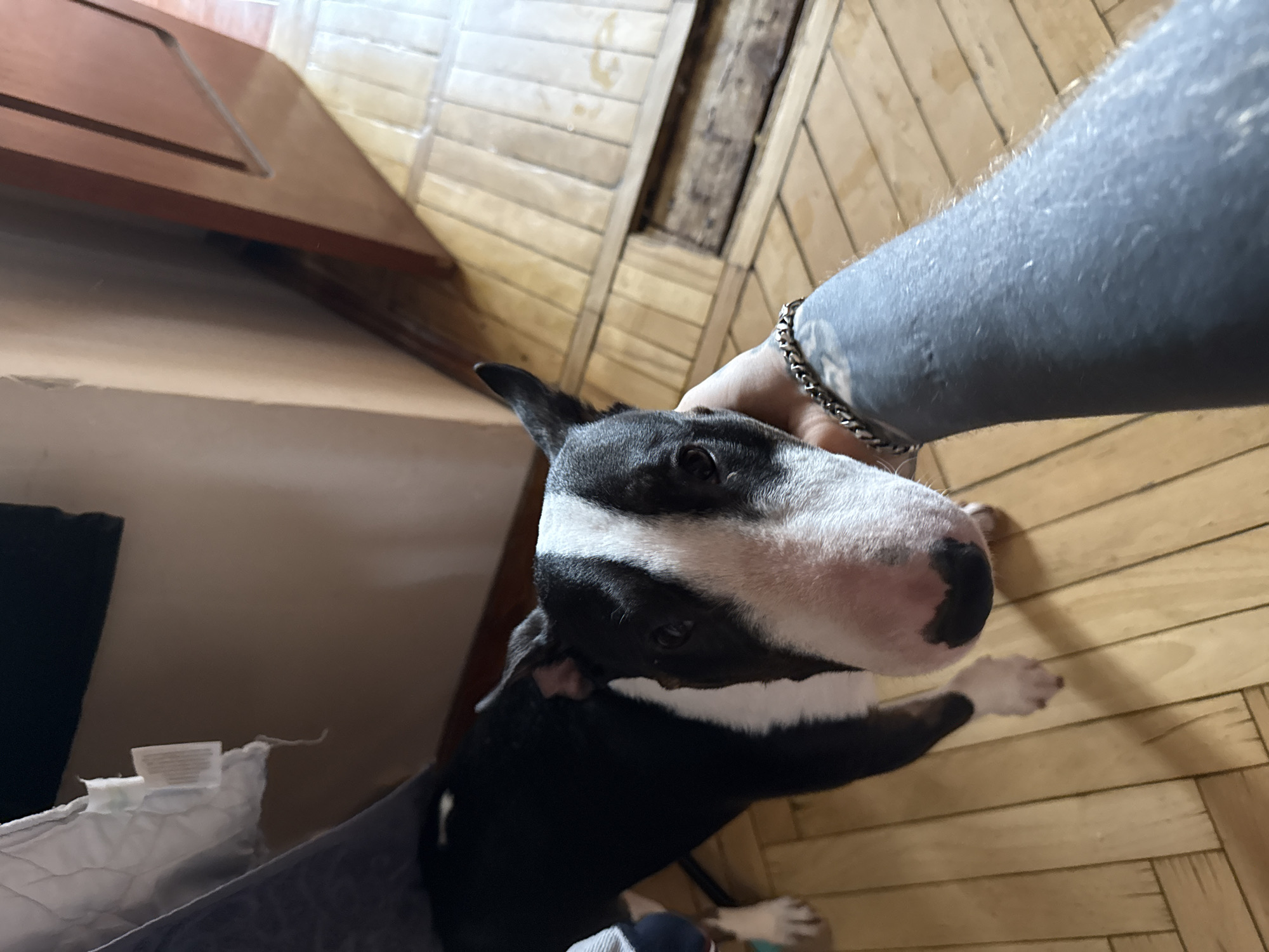 Bull terrier interacts with tattooed owner in Moscow home