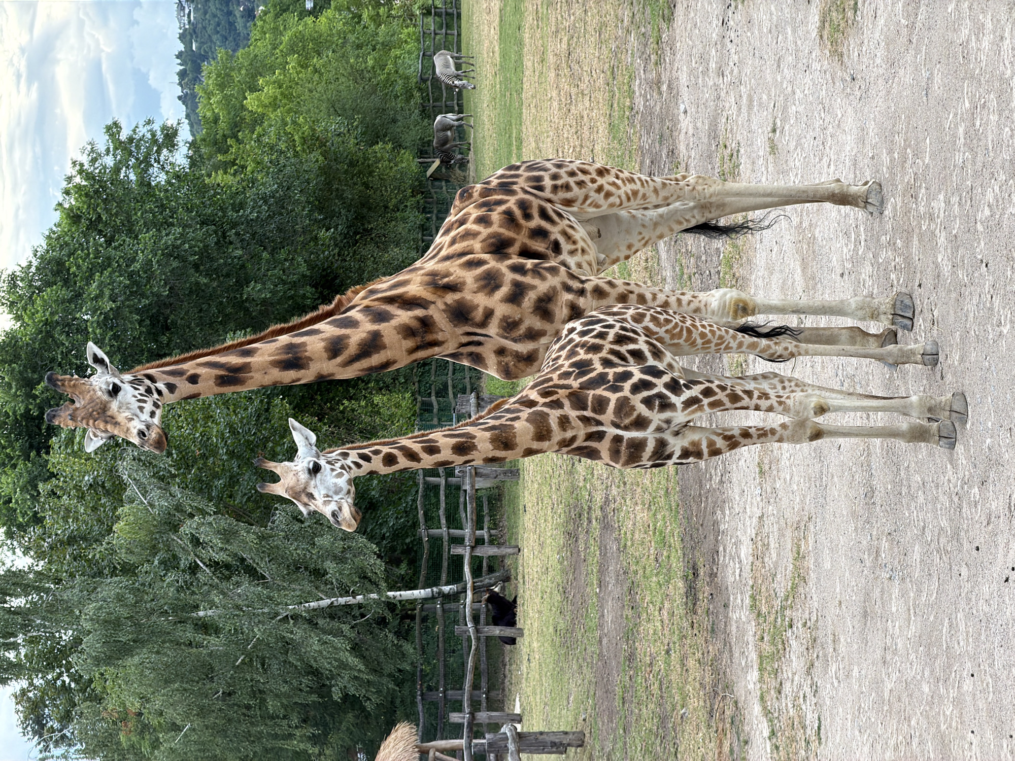 Two giraffes side by side in a Prague zoo enclosure