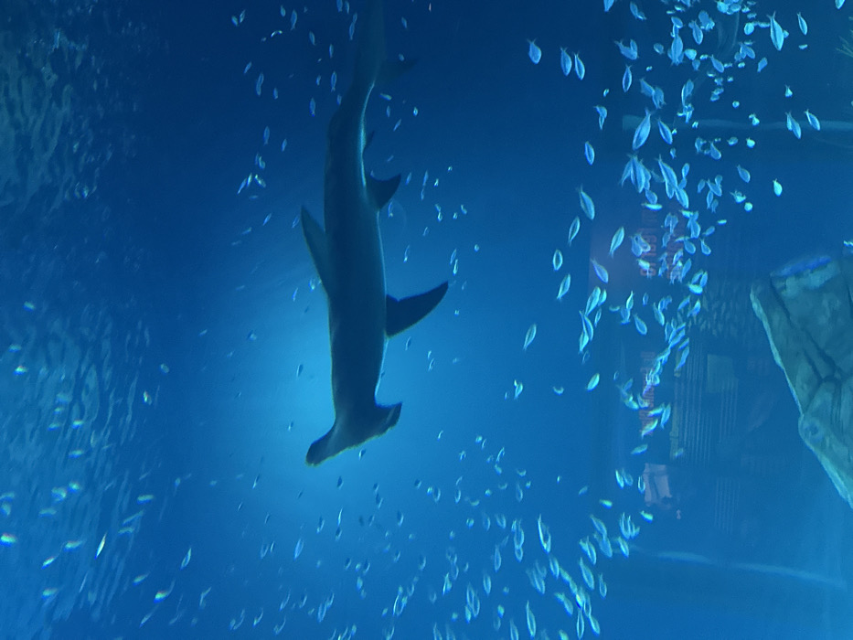 Atlanta aquarium visit documents marine exhibits, city views