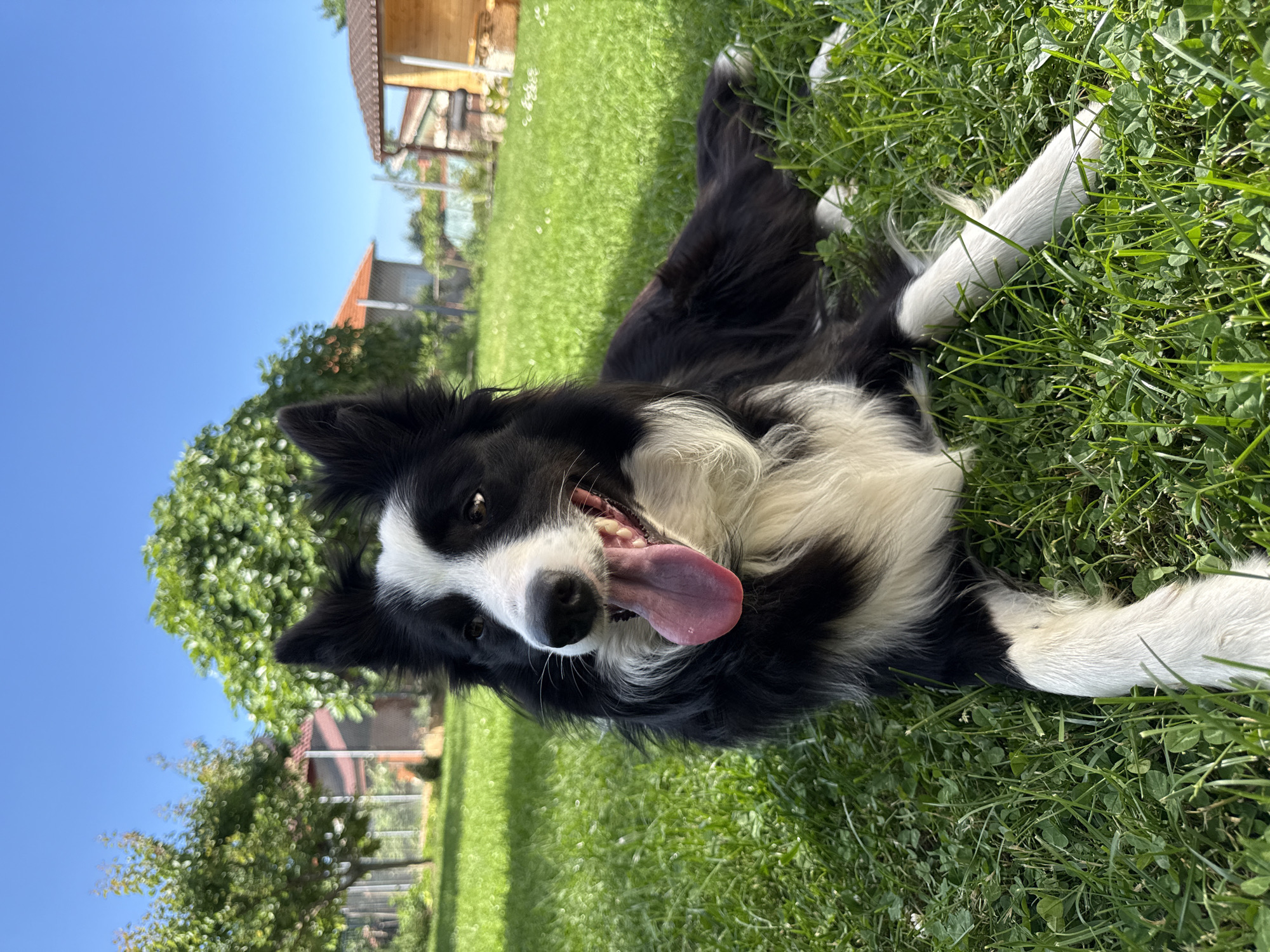 Border Collie relaxes in Bulgarian yard with orange cat
