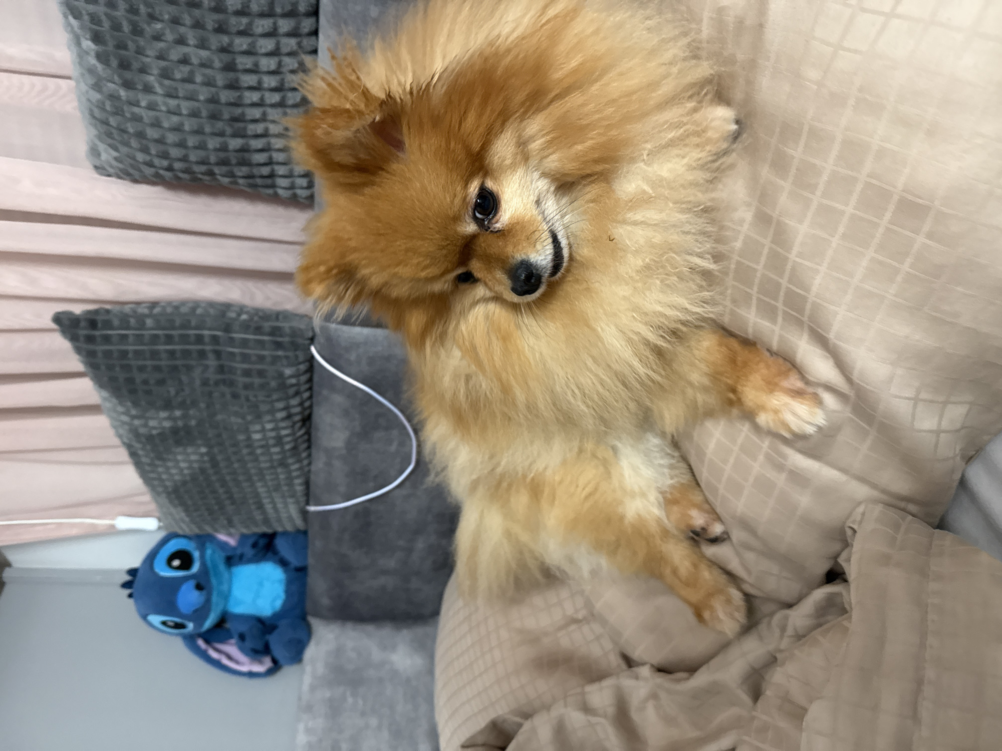 Pomeranian dog photographed resting on bed in Plovdiv