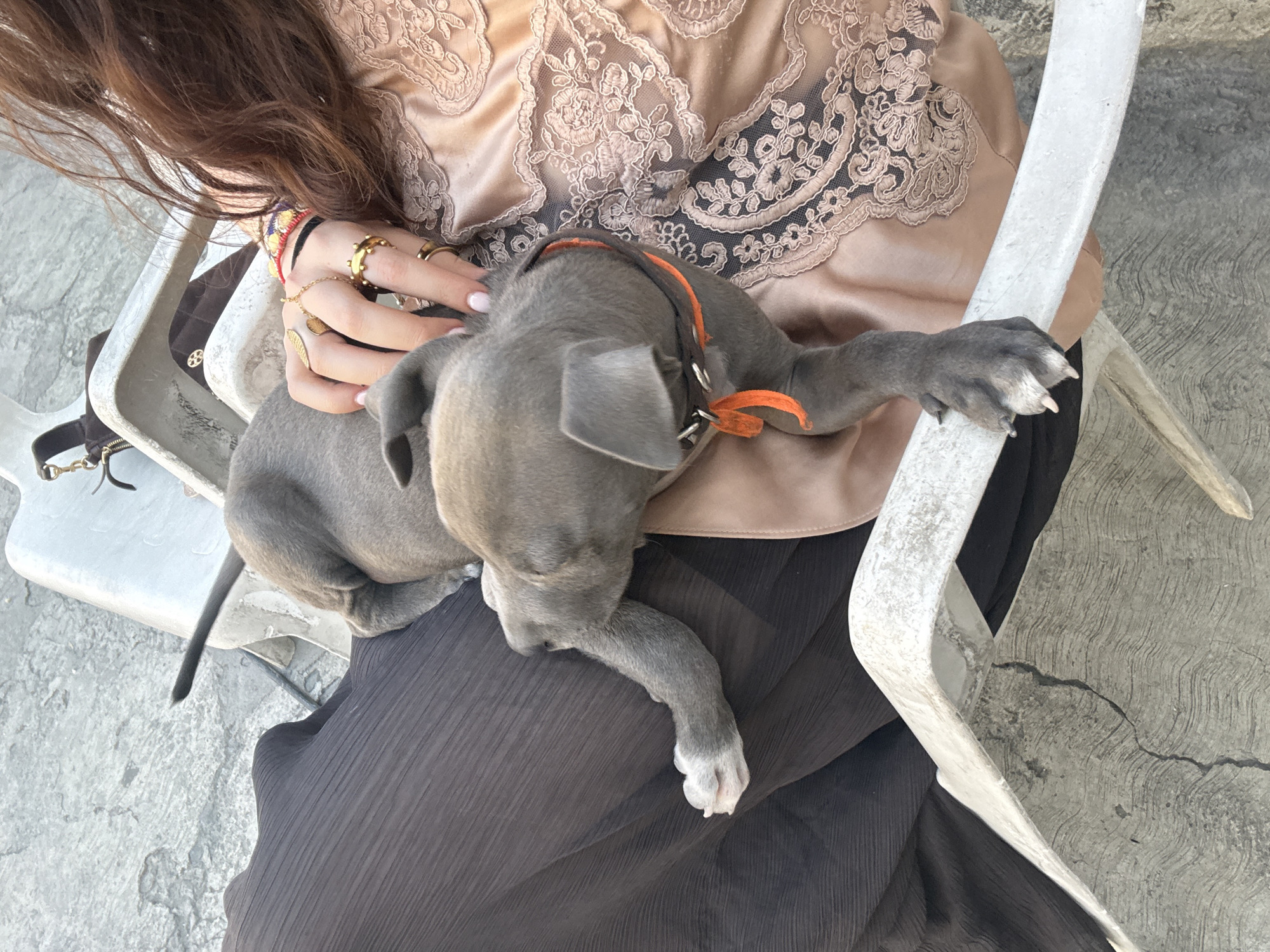 Gray puppy rests on lap in Tlaxcalancingo, Mexico
