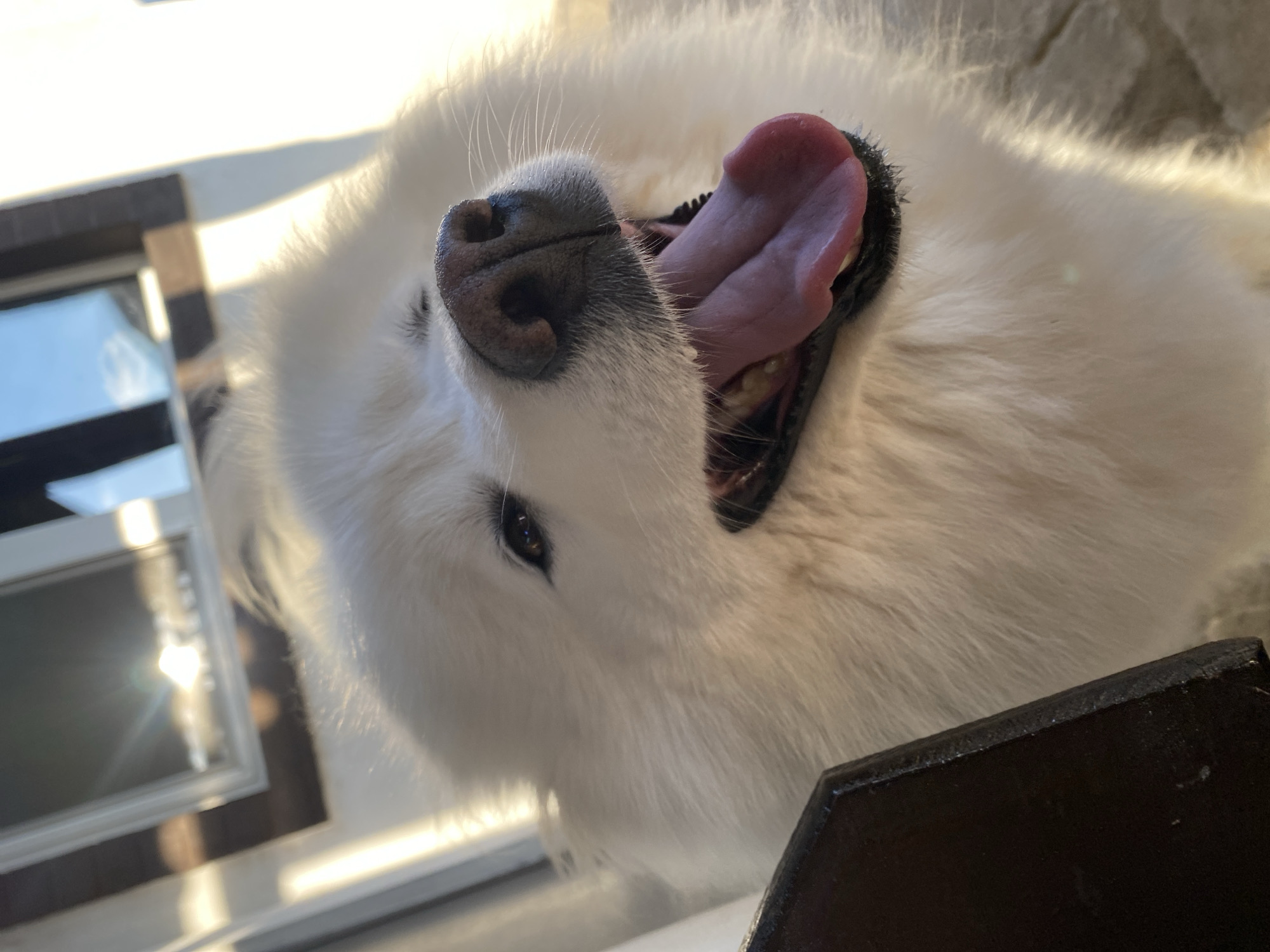 Close-up shots of a panting white Samoyed dog