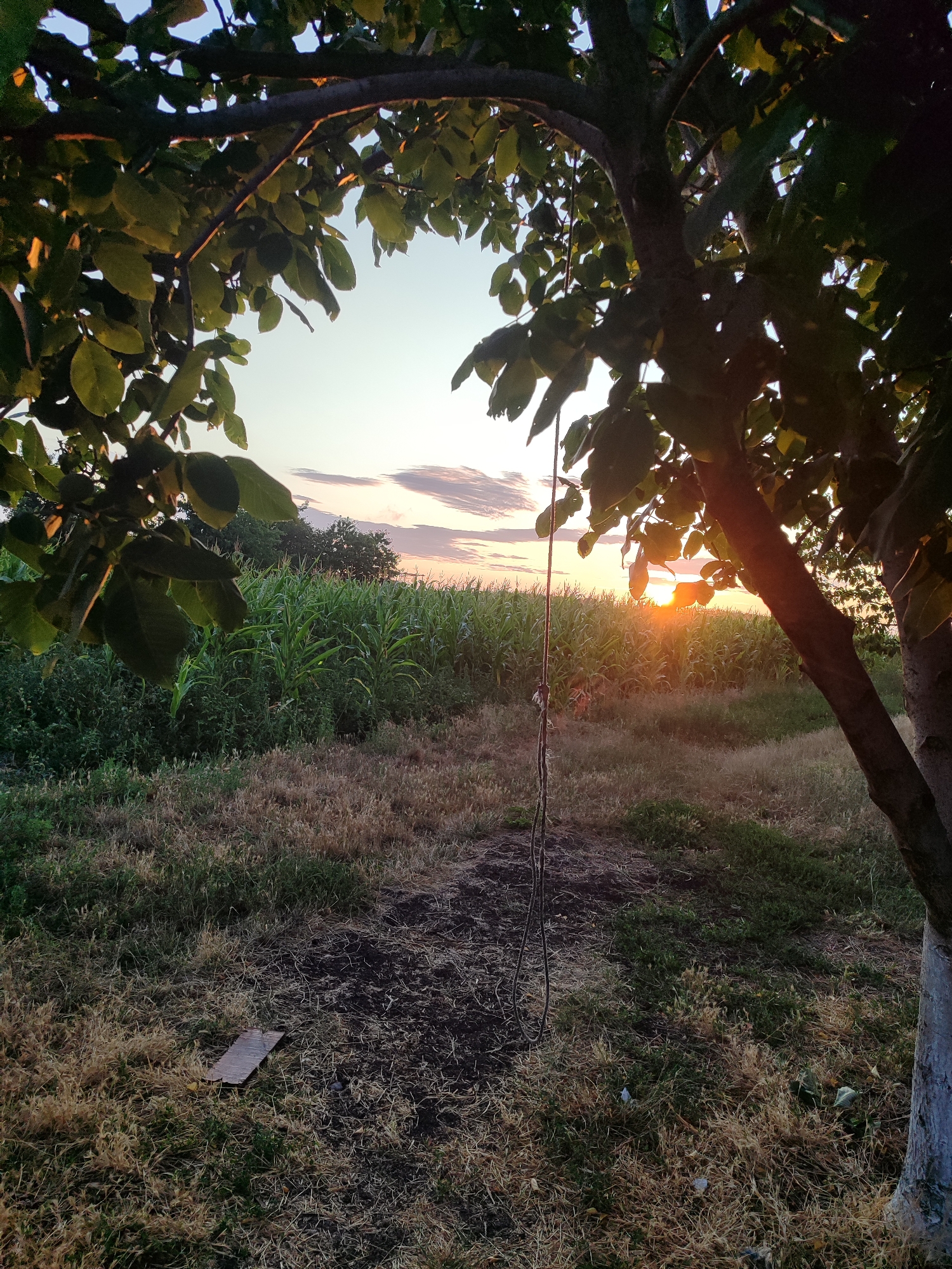 Odd-eyed dog and golden-hour countryside at dusk