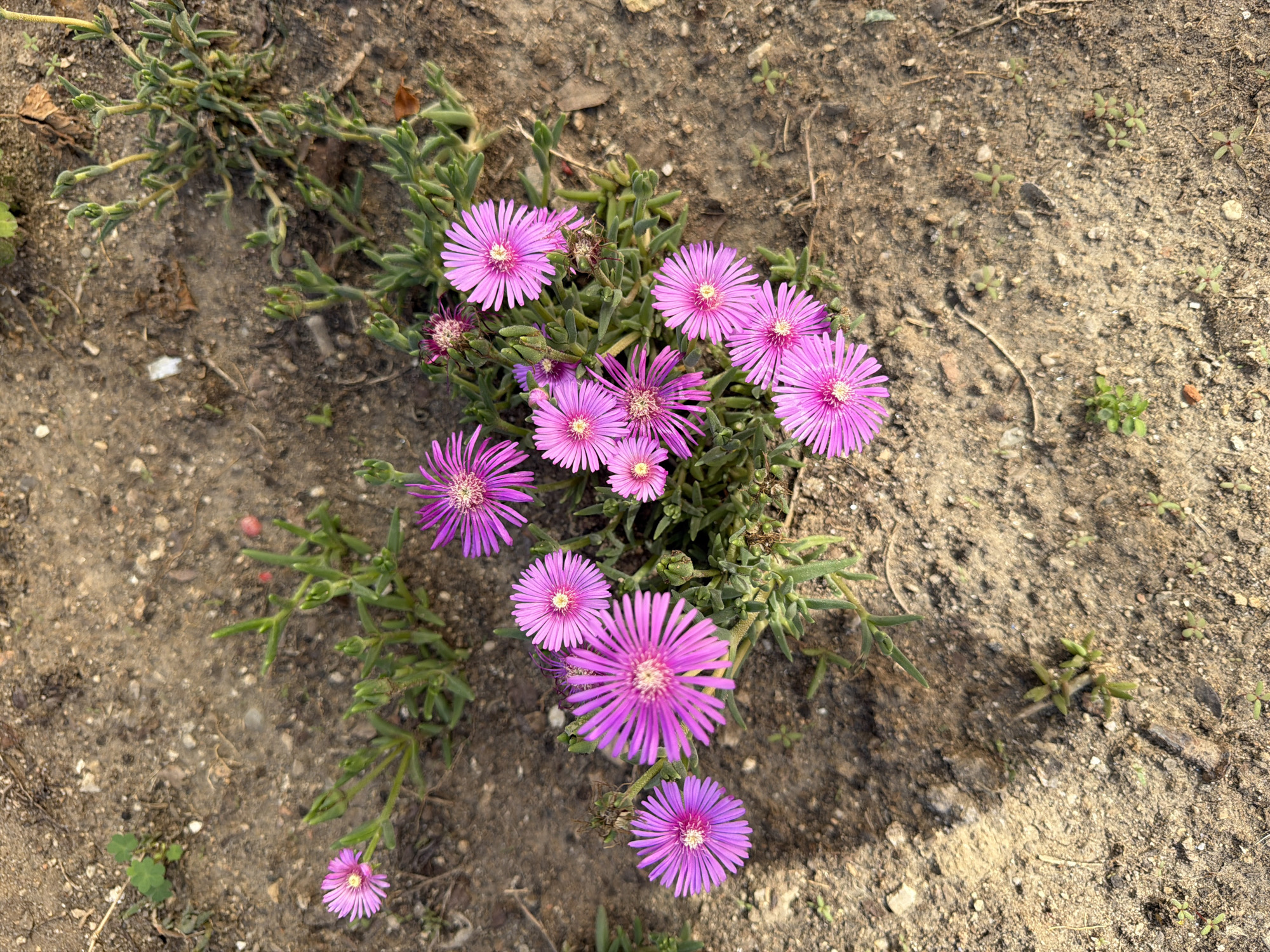 Afternoon stroll through Pazardzhik captures urban flora and streetscapes