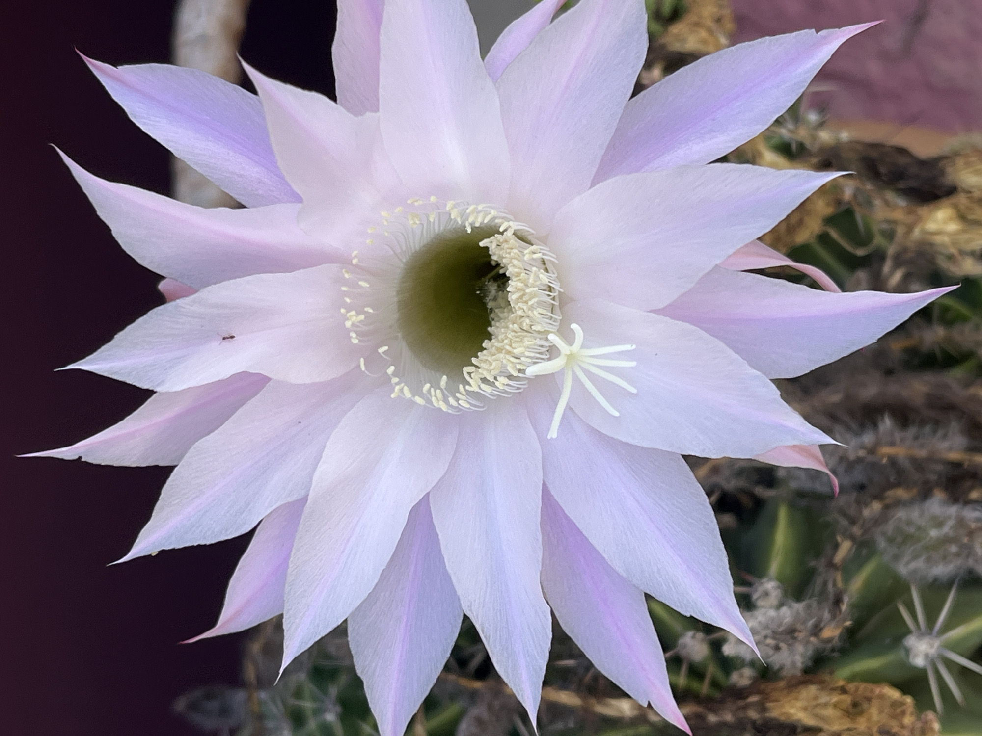 Morning coastal views and flowering plants documented in Alanya
