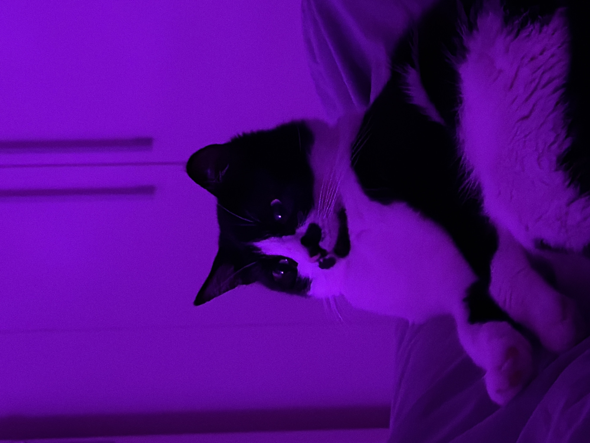 Cat grooming session captured in purple-lit Belgrade bedroom