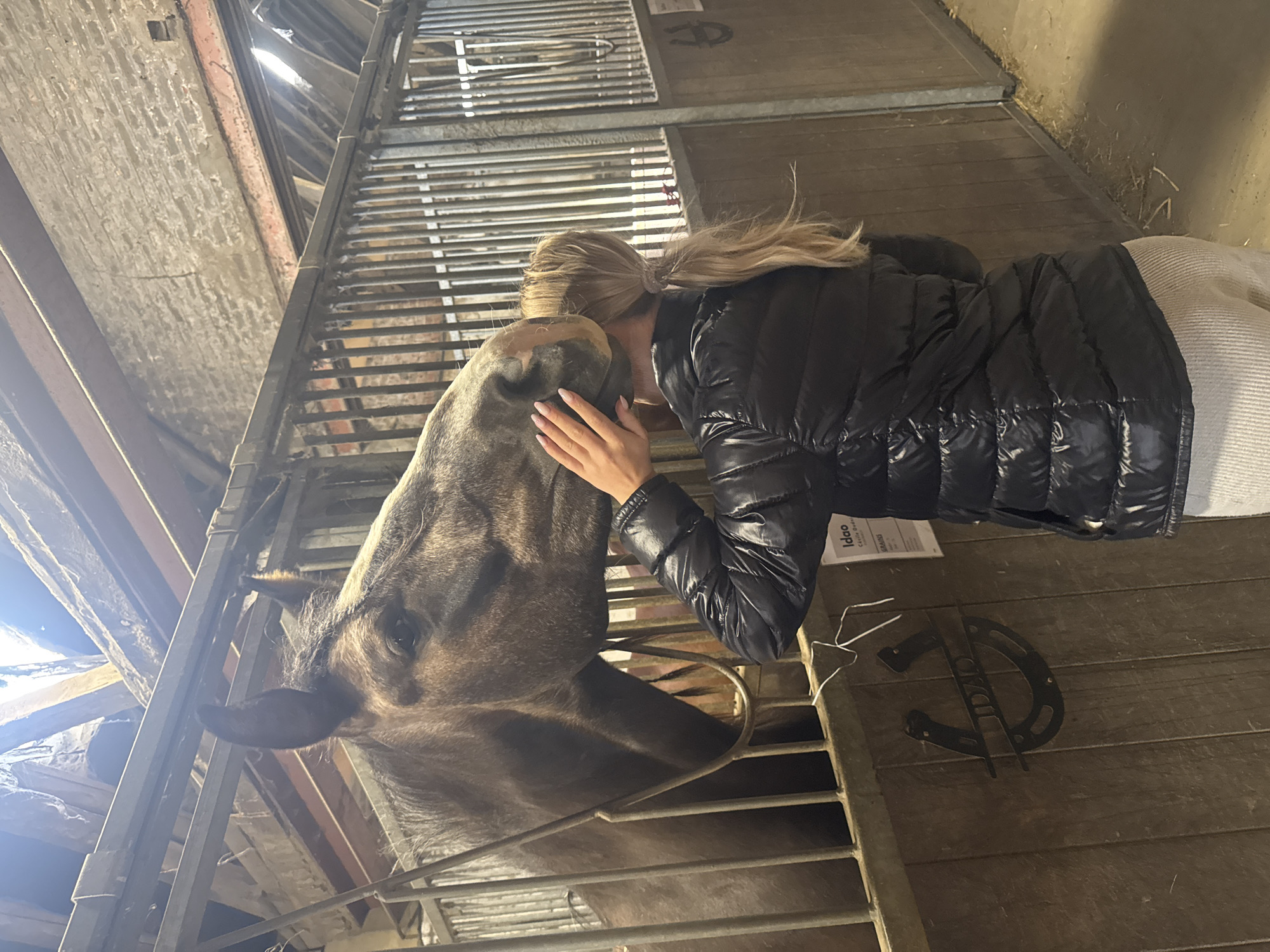 Woman interacts with moose in Belgian barn facility