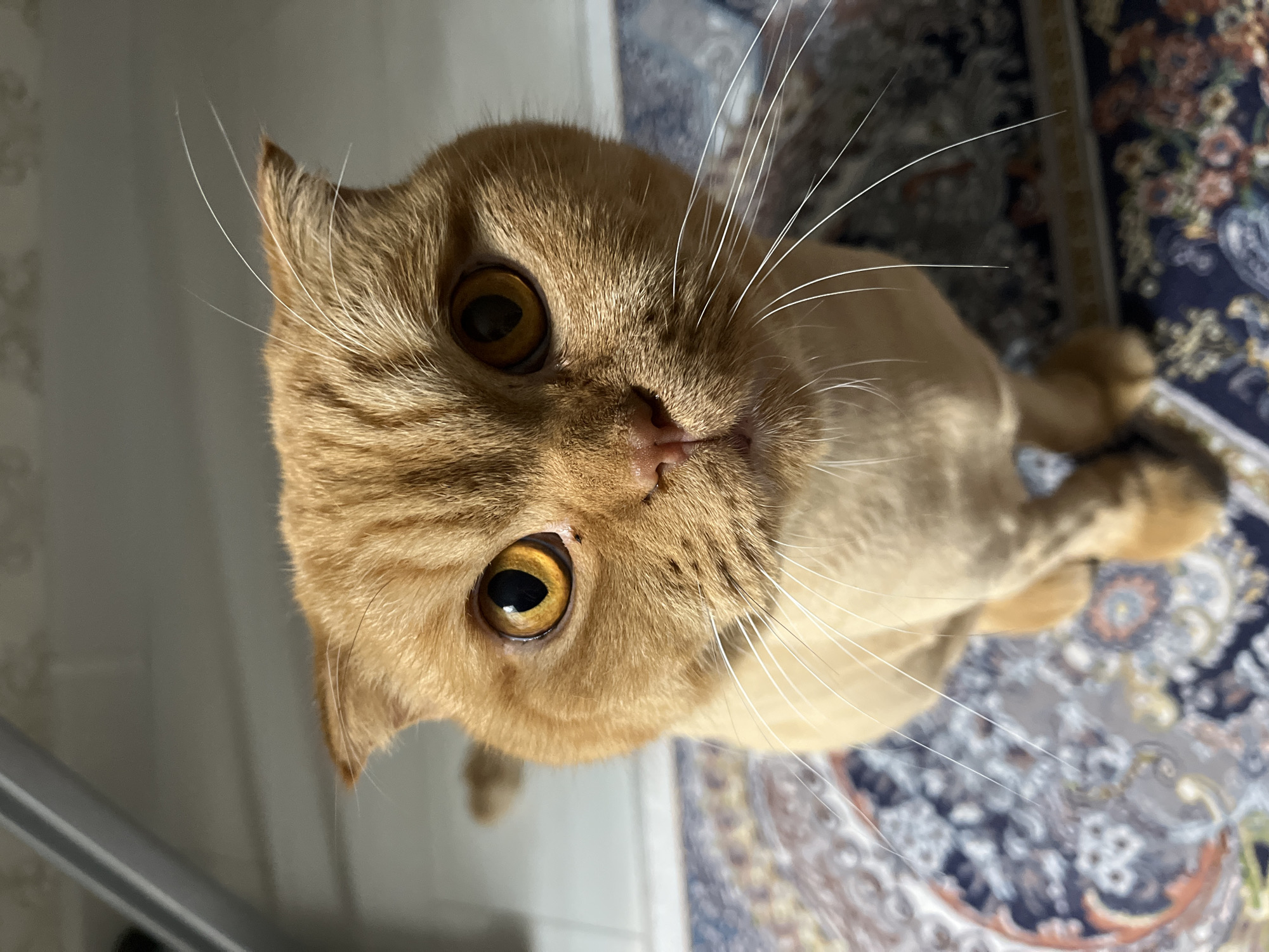 Orange tabby up close, then back to eating in Almaty