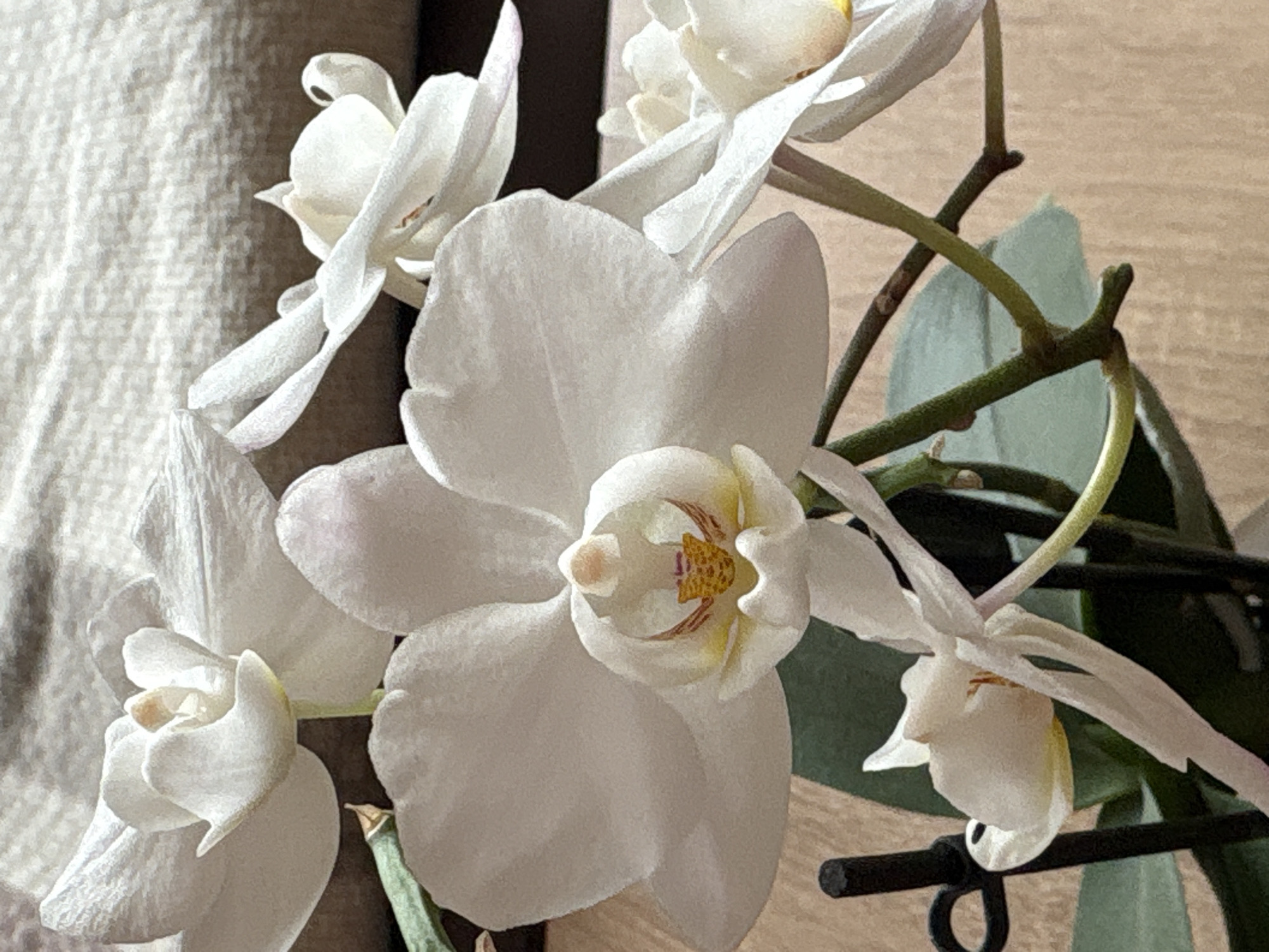 White orchid flowers documented in detailed close-up photography
