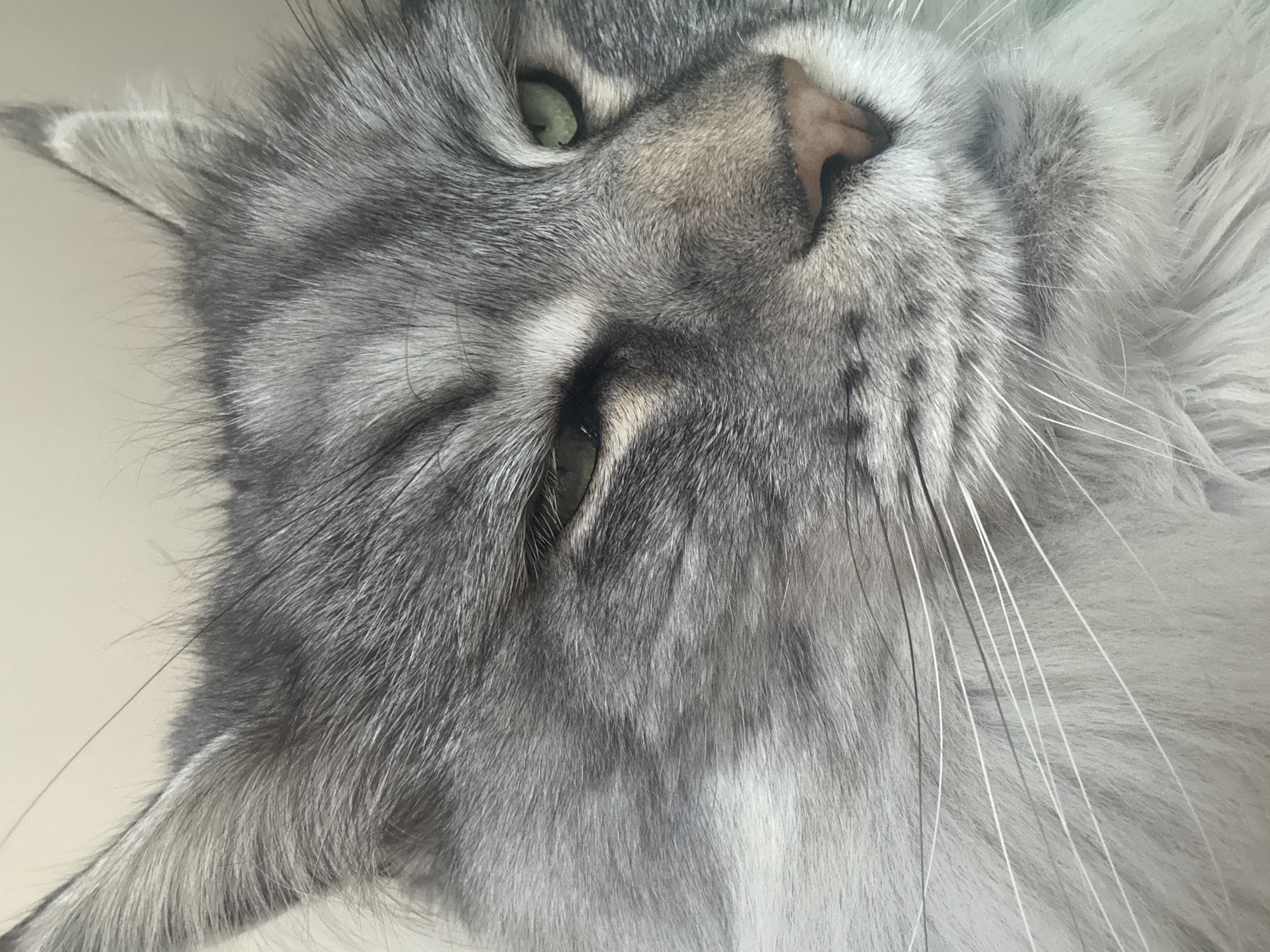 Gray tabby cat photographed in close-up shots in Haskovo