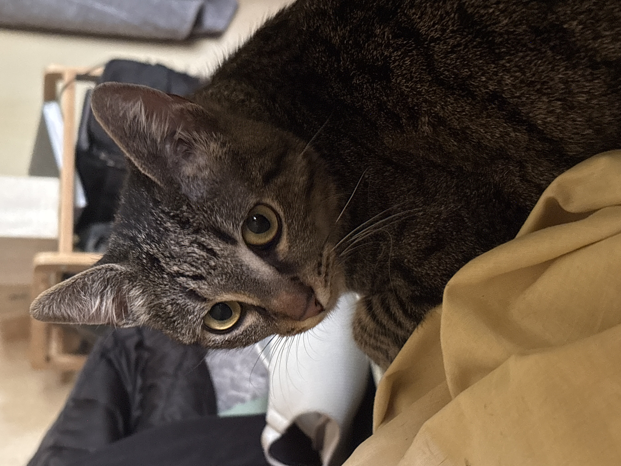 Tabby cat spotted resting on fabric in Varna