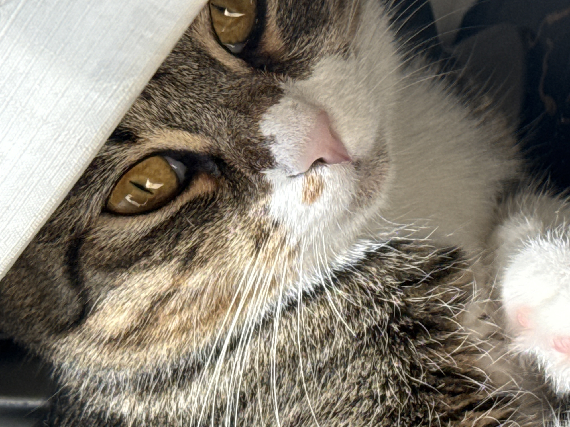 Tabby cat's morning routine, captured at home in Simferopol