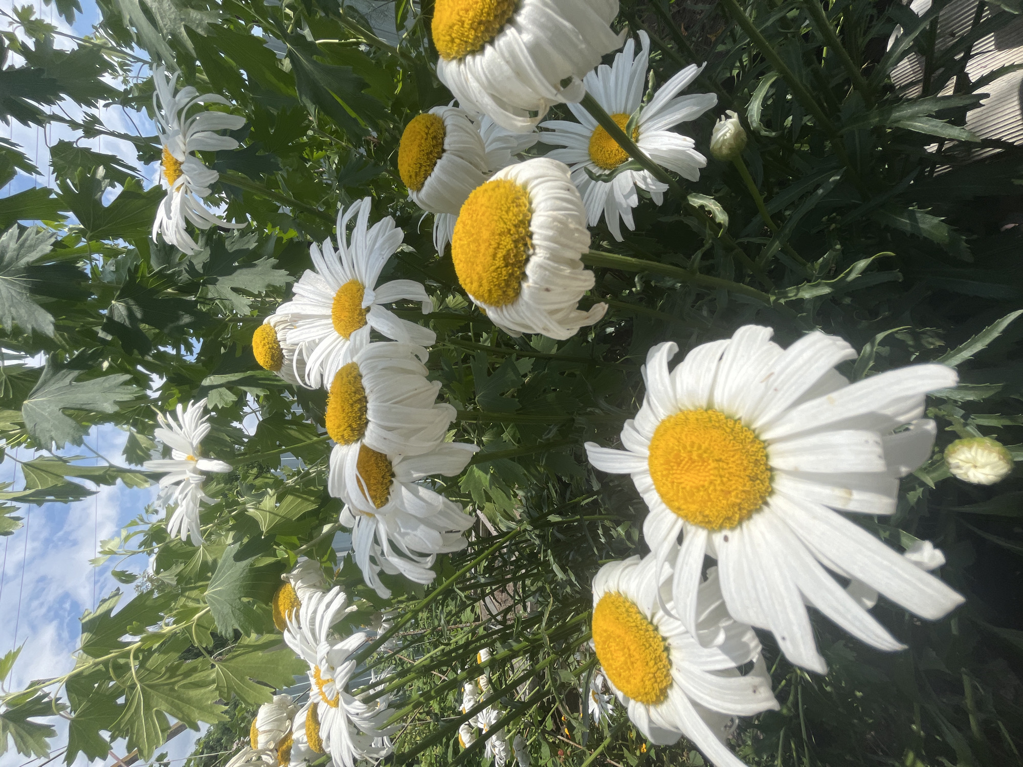 White daisies blooming in a Russian garden