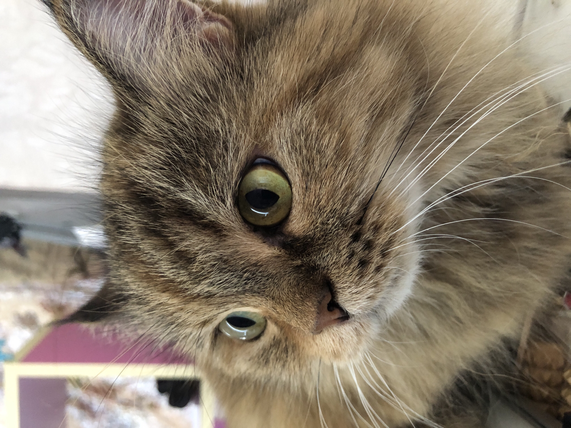 Cats at home, city from above — an afternoon in two modes