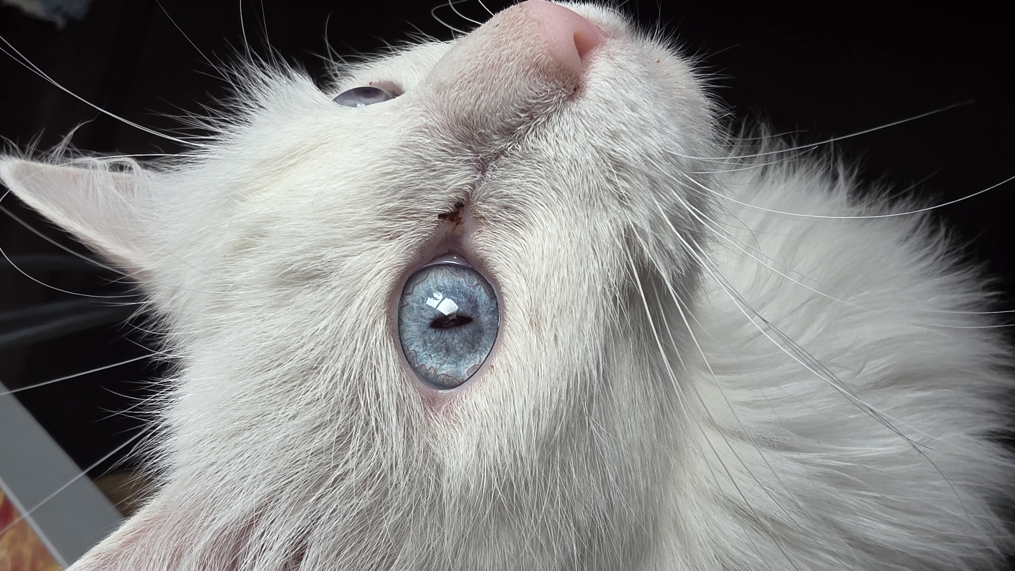 White cat, strawberry picking, and rural scenes documented
