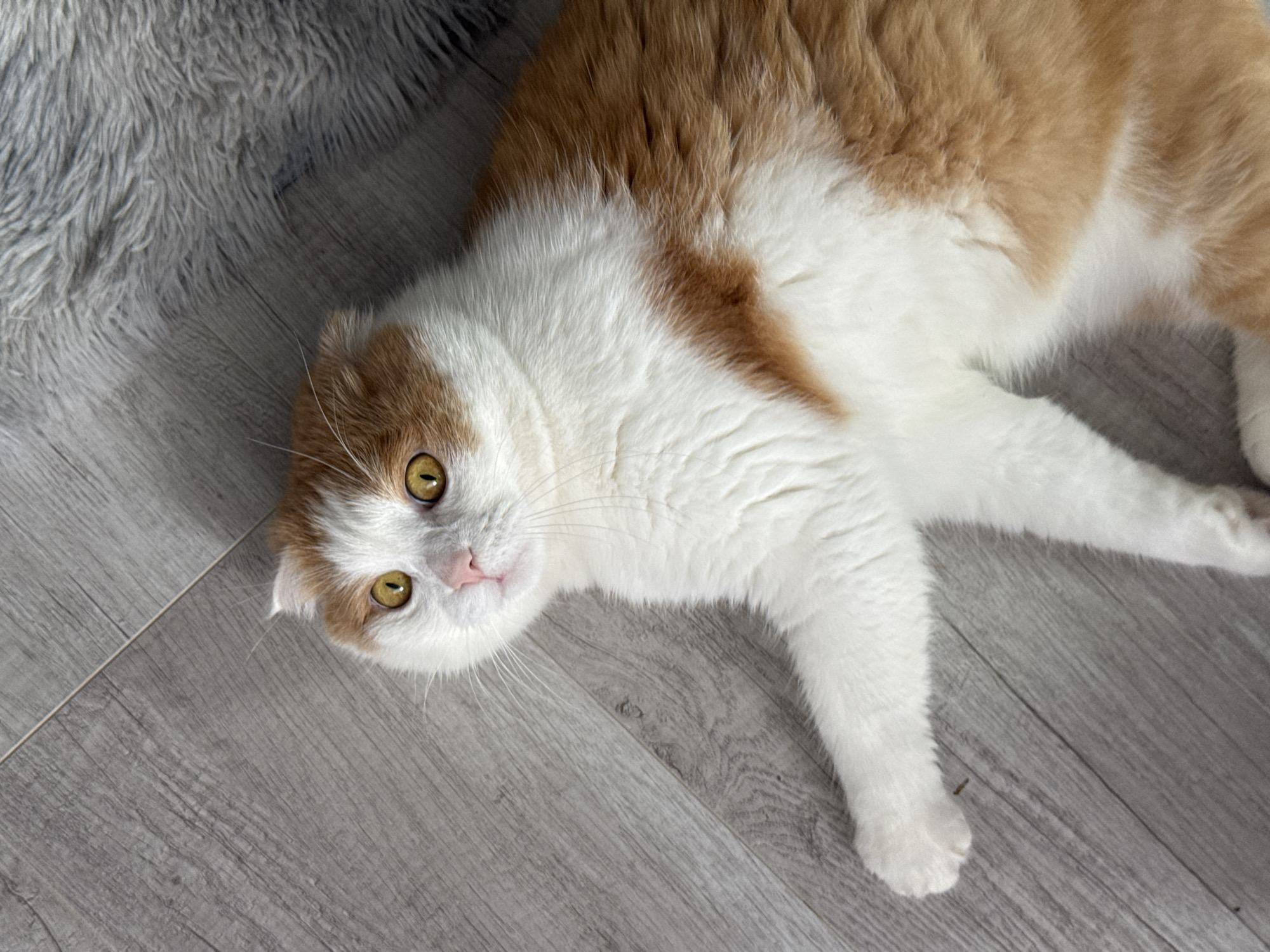Scottish Fold cat plays on floor in Saratov home