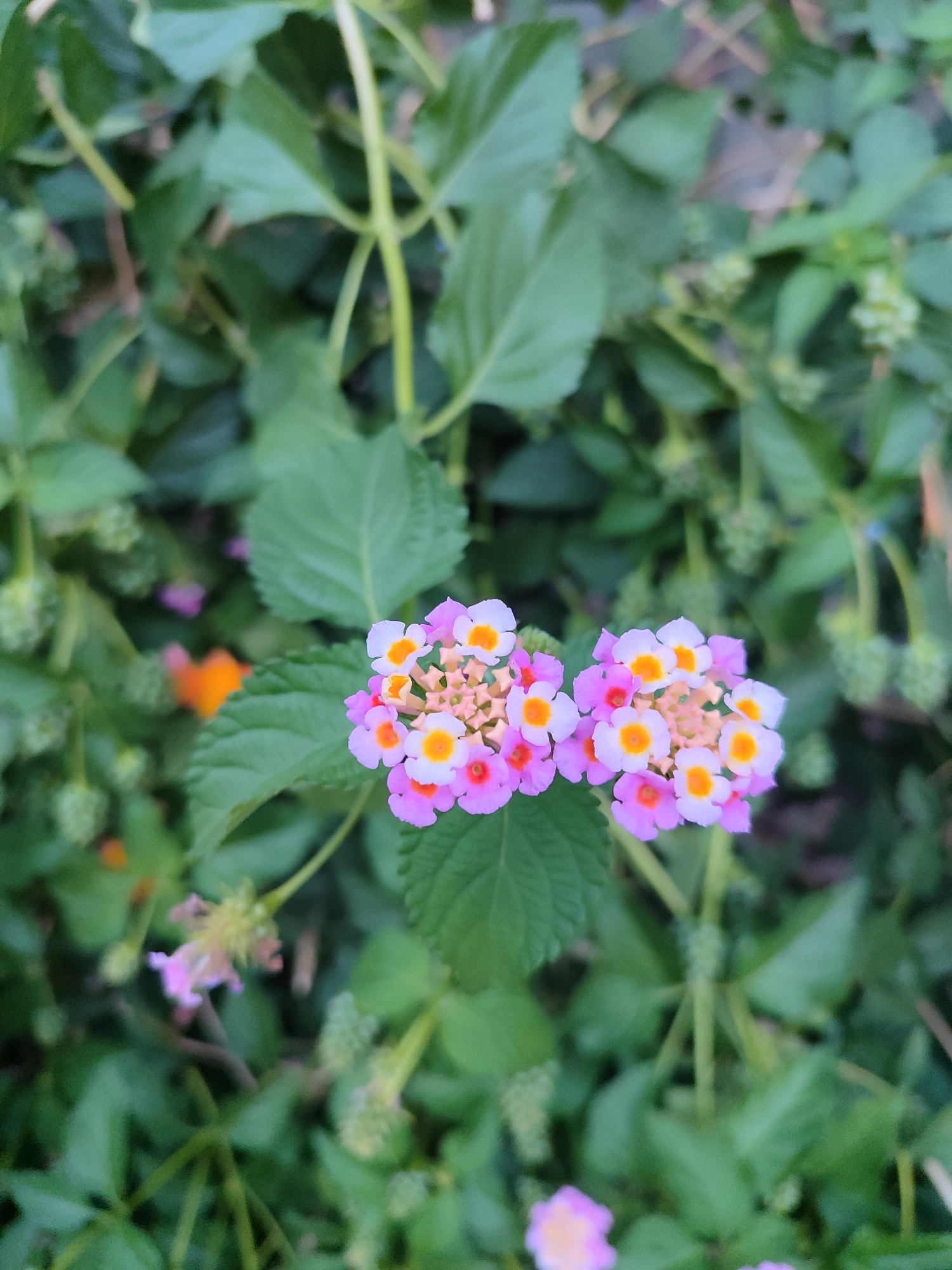 Sochi street flowers and a few neighborhood details, July 2026