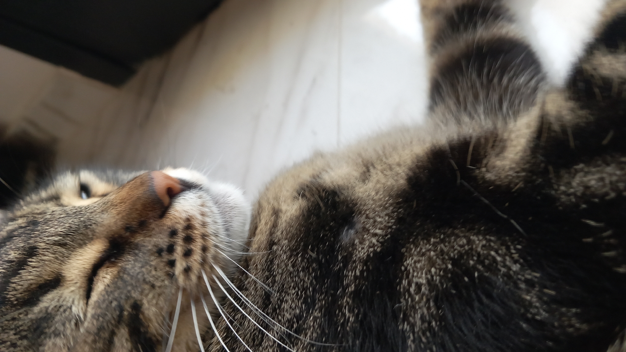 Tabby cat drinking, grooming, and lounging at home in Greece