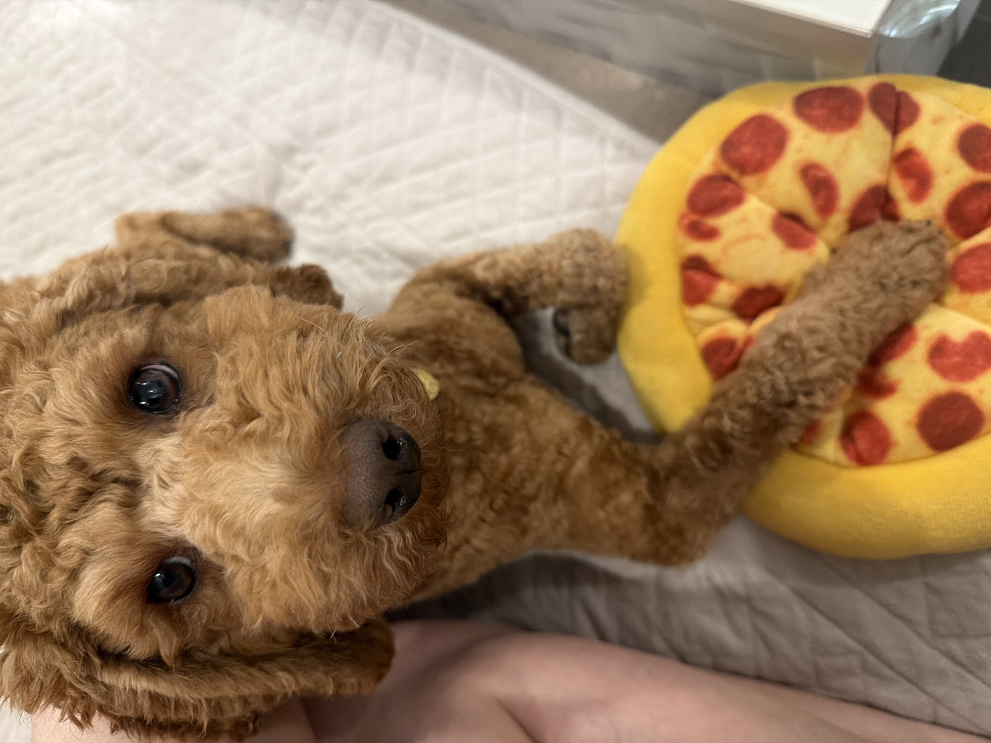 Brown poodle naps and poses with a pizza plush toy