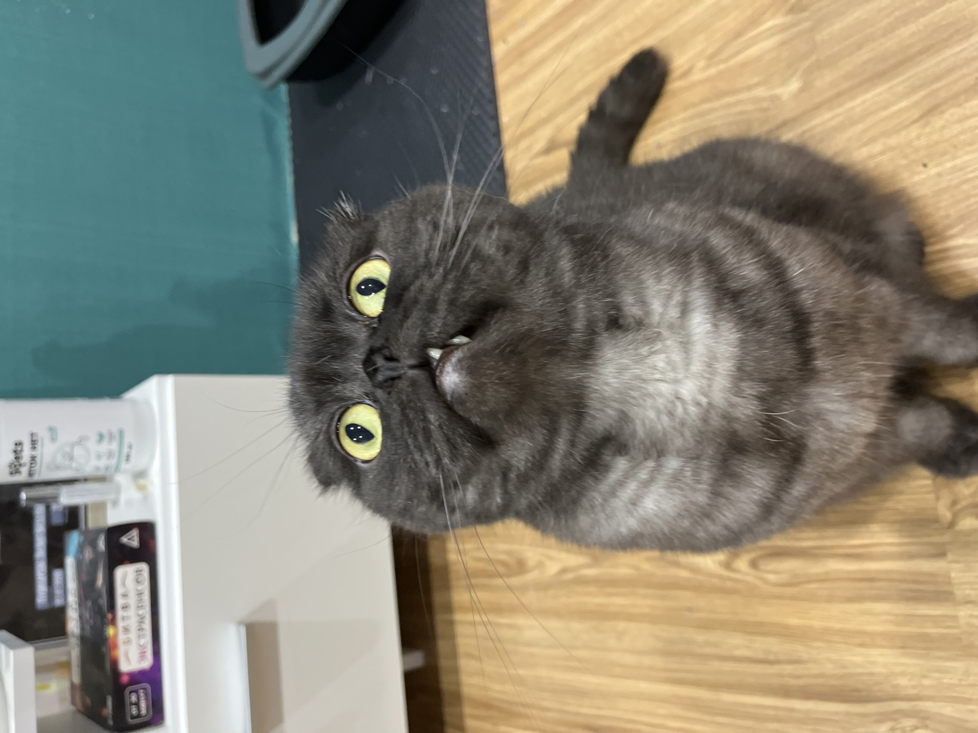 Cat photographed yawning on wooden floor in Chaikovsky