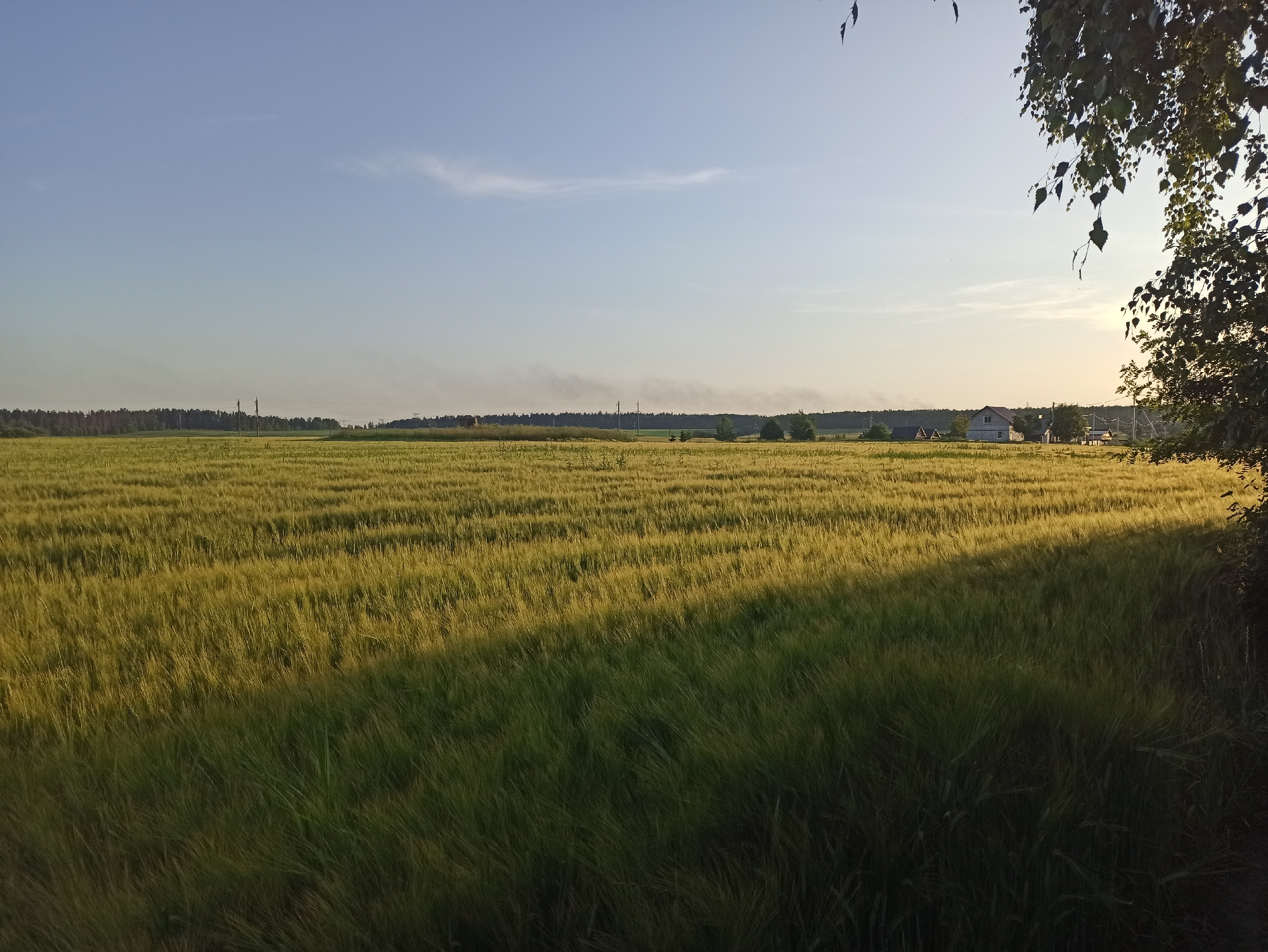 Golden grain fields near Minsk caught in late afternoon light