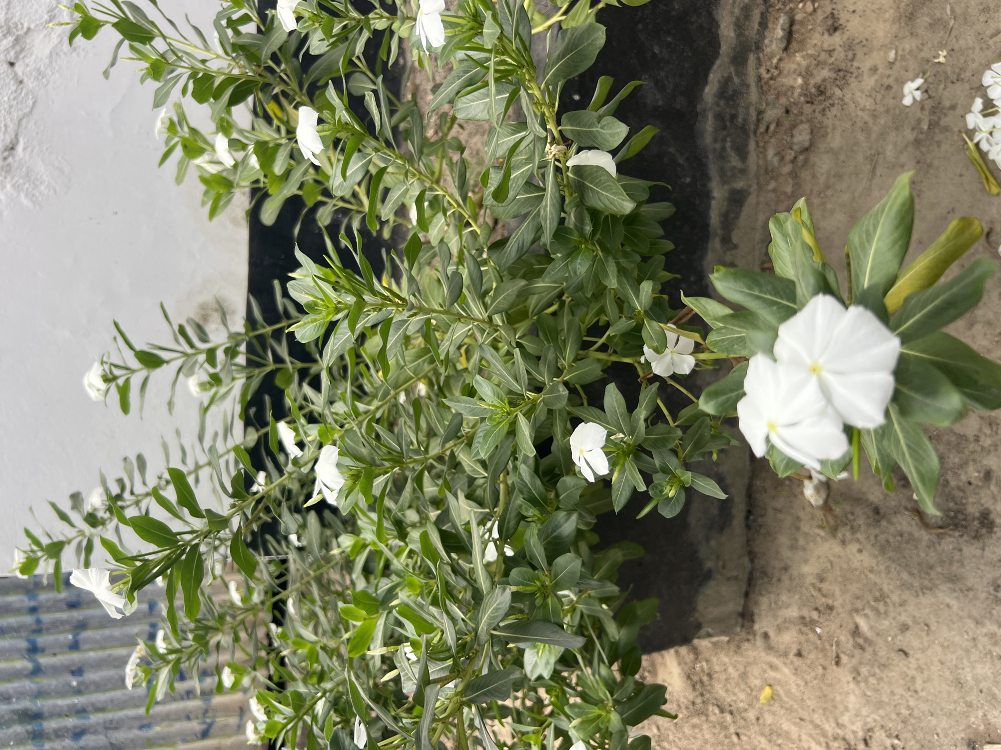 Roadside plants and flowers spotted in Dar es Salaam