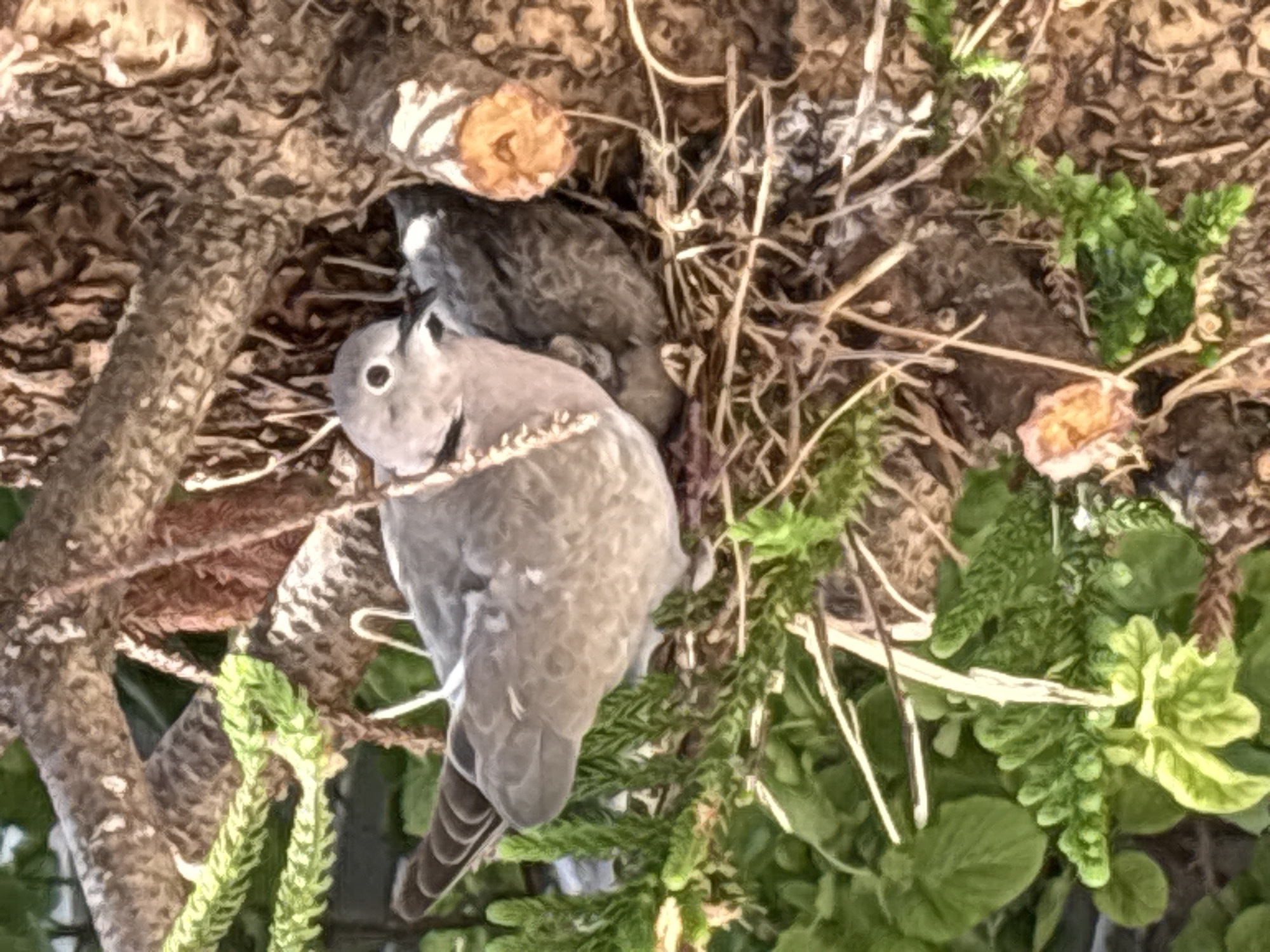 Bird nest in Ilion holds egg and hatchlings