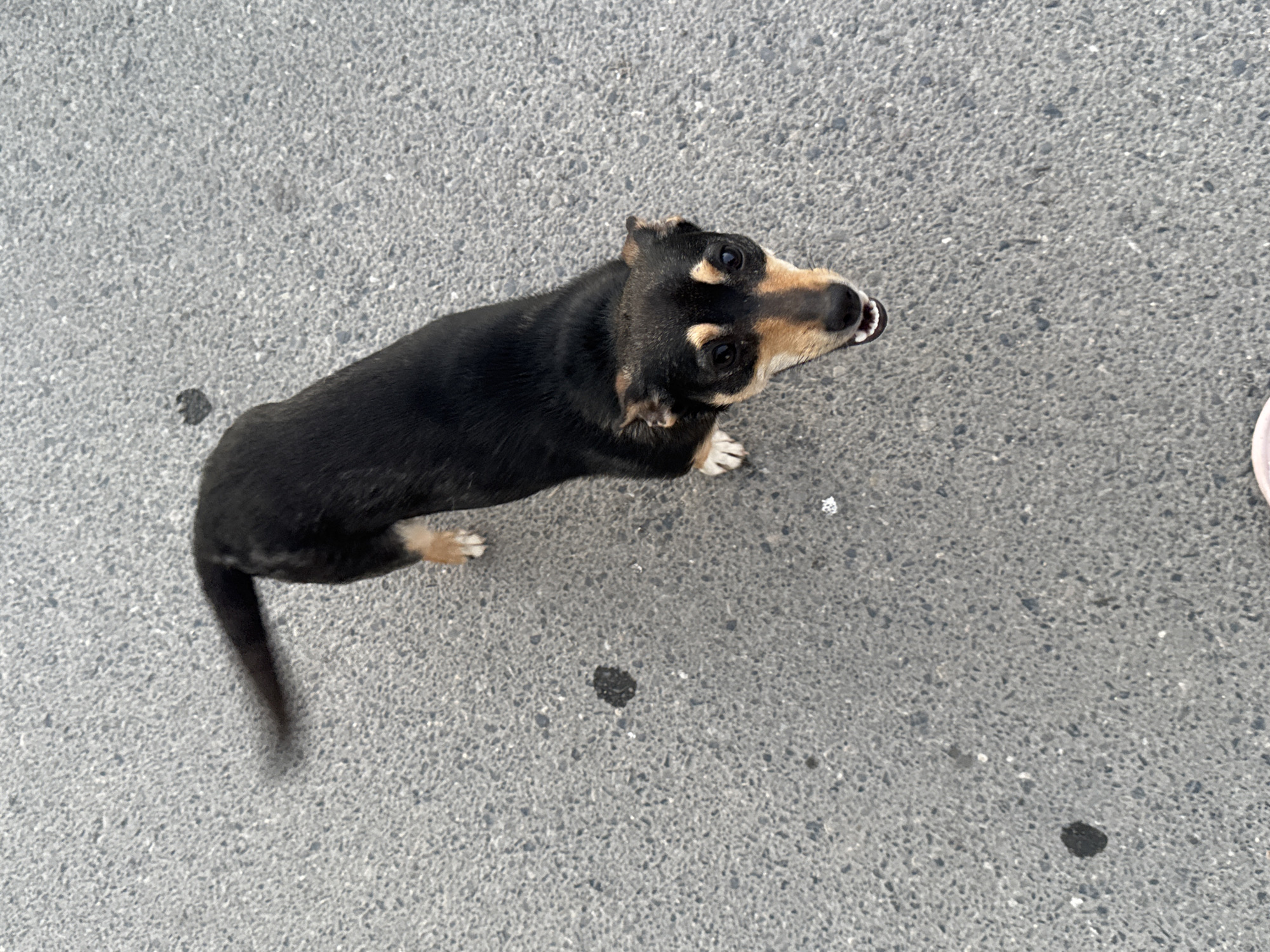Pack of Dogs Roam Urban Streets at Dusk