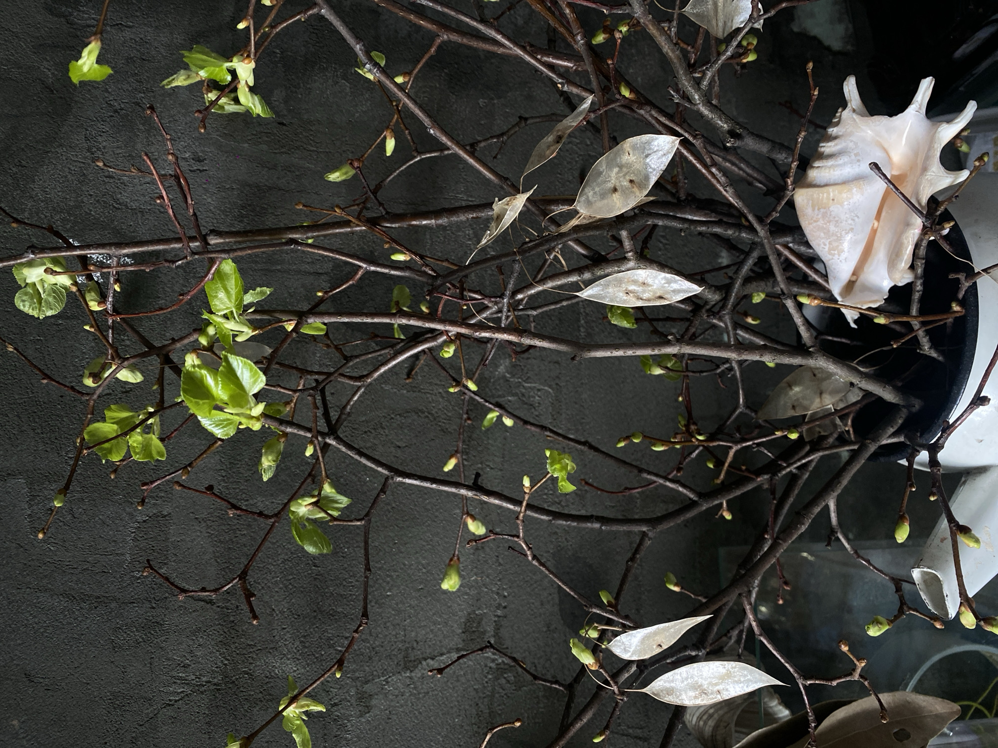 Spring botanical arrangement with conch shell documented in Khimki