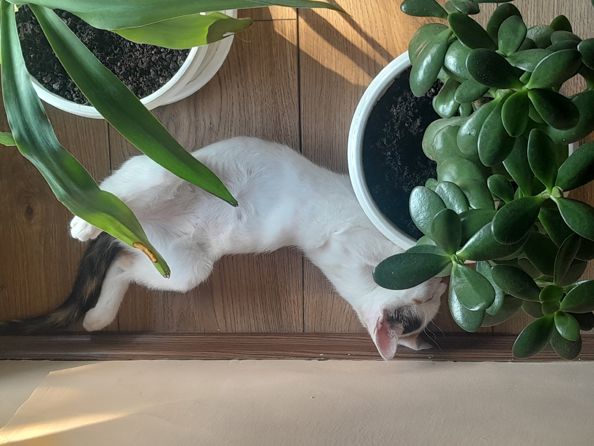 Calico cat lounges and plays on a wooden floor in Subotica