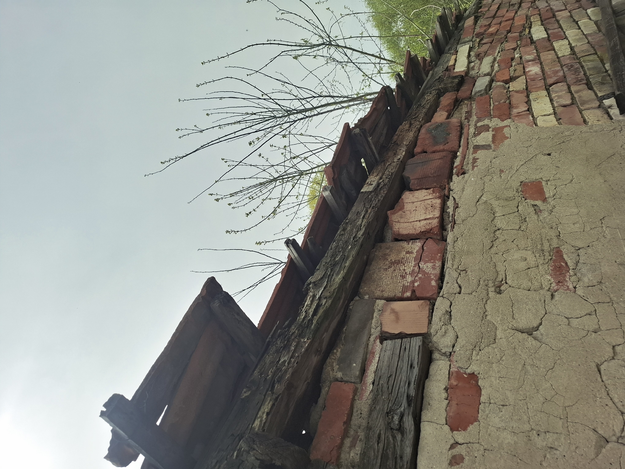 Spring flowers bloom beside crumbling building in morning documentation