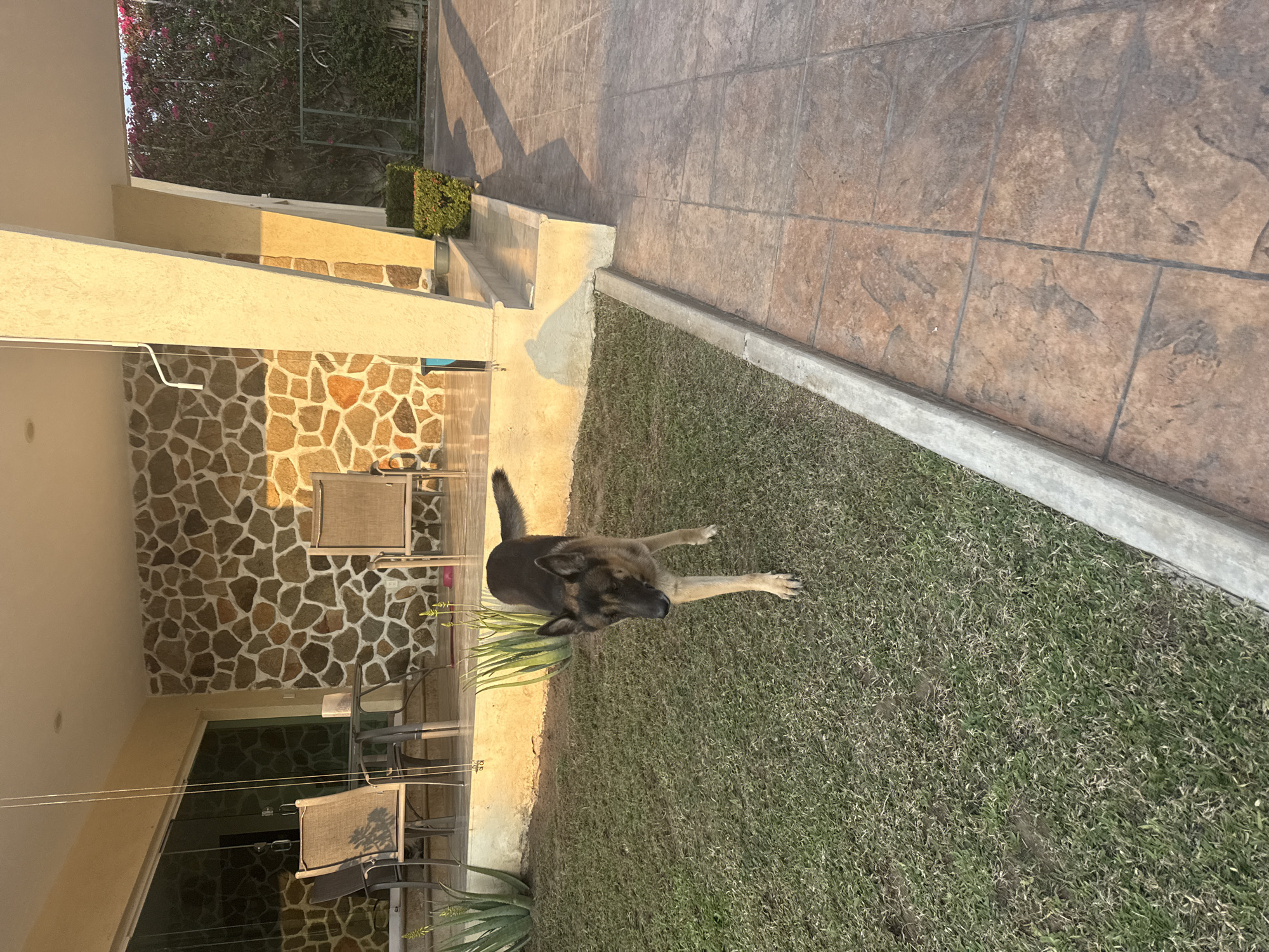 Dogs captured in quiet residential moments across Acapulco home