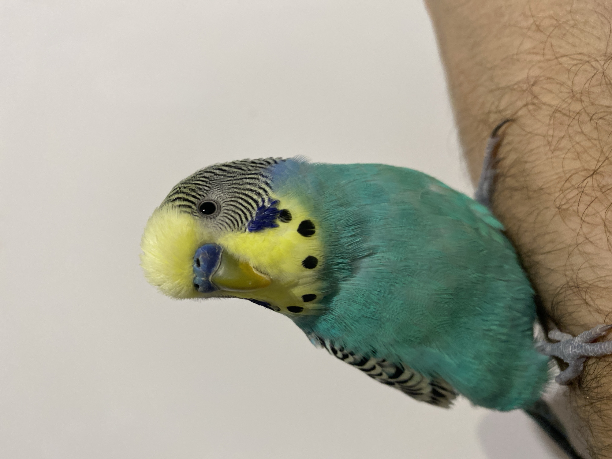Budgerigar parakeet perches on humans in documented close encounters