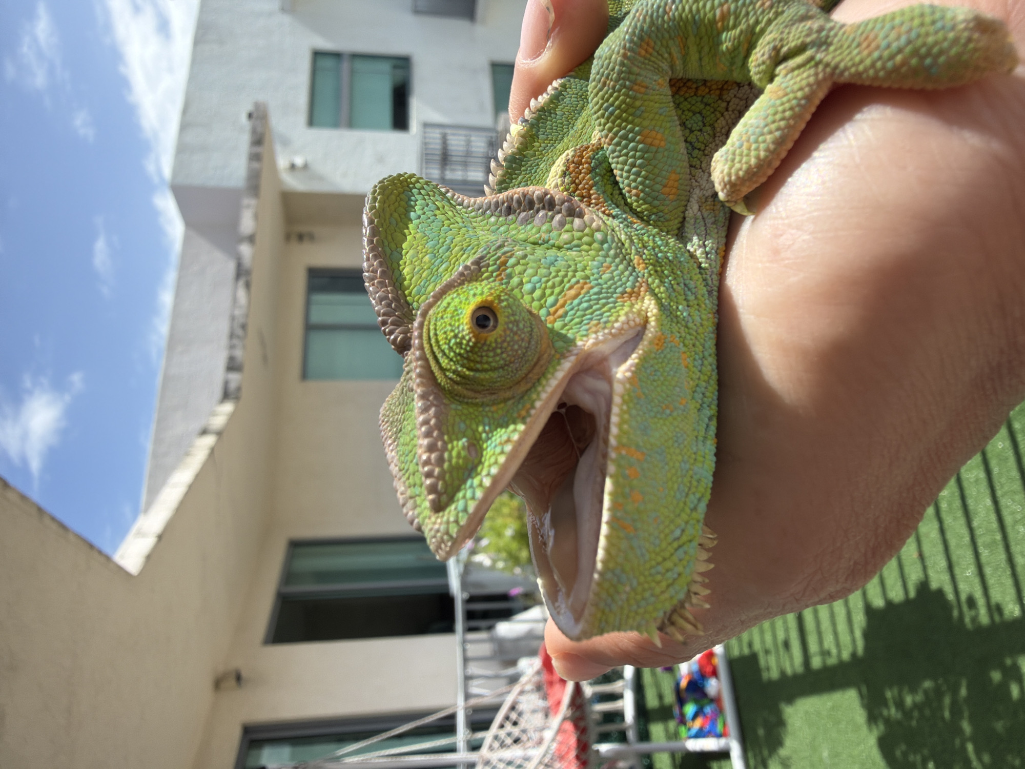 Veiled chameleon up close in a Hollywood home