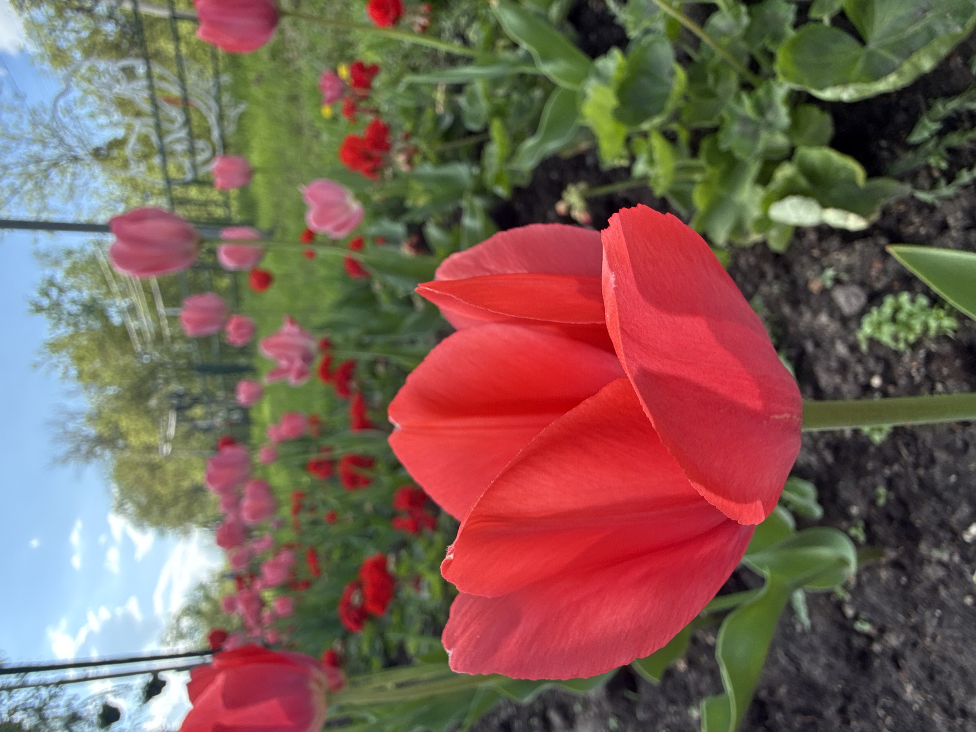 Red tulip blooms captured in Dmitrov garden display
