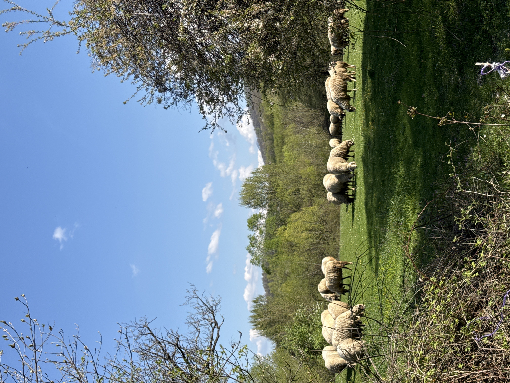 Pastoral scenes documented in Berkovitsa countryside, Bulgaria