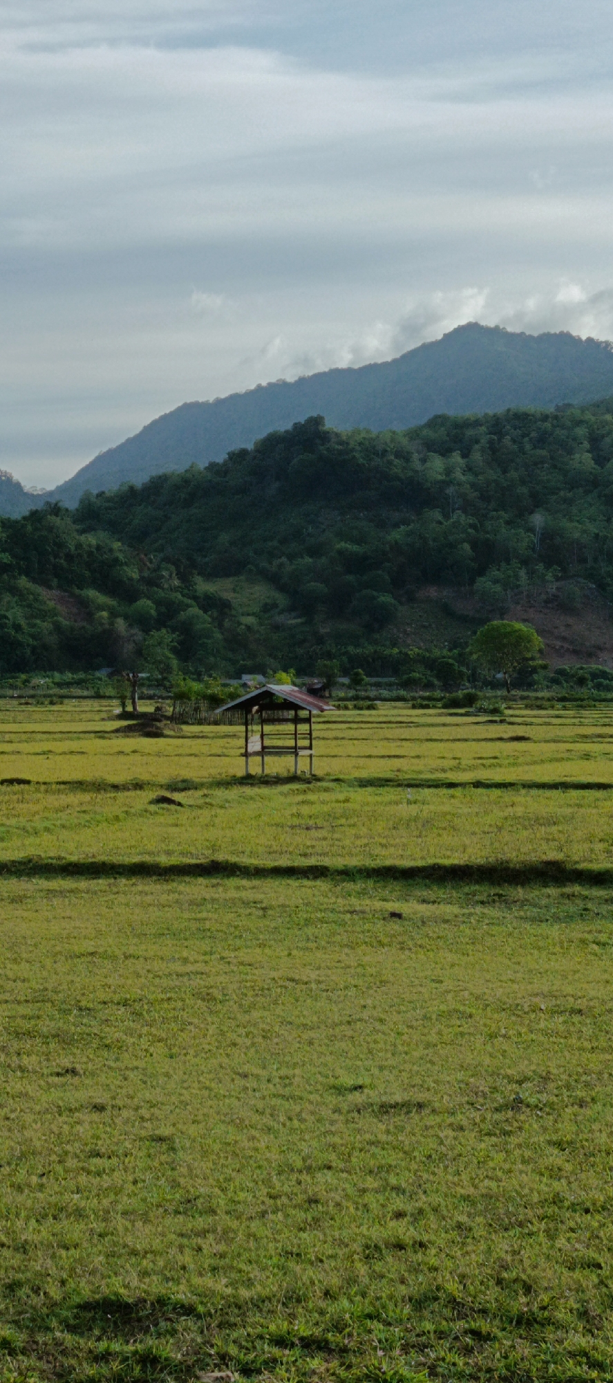 Rice paddies and rolling hills in rural Lammanyang, Indonesia