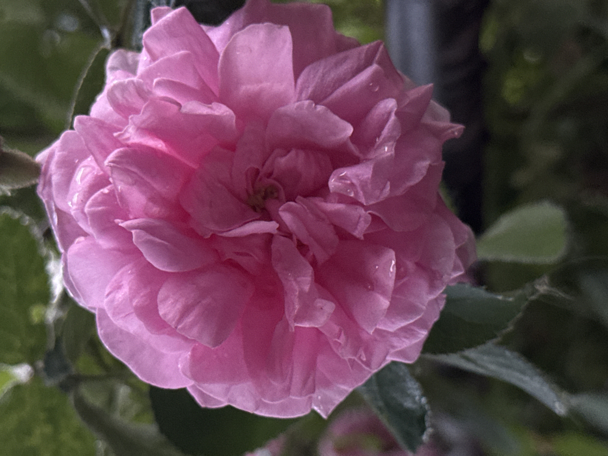 Rainy afternoon in Ufa: gardens, forest roads, and home life