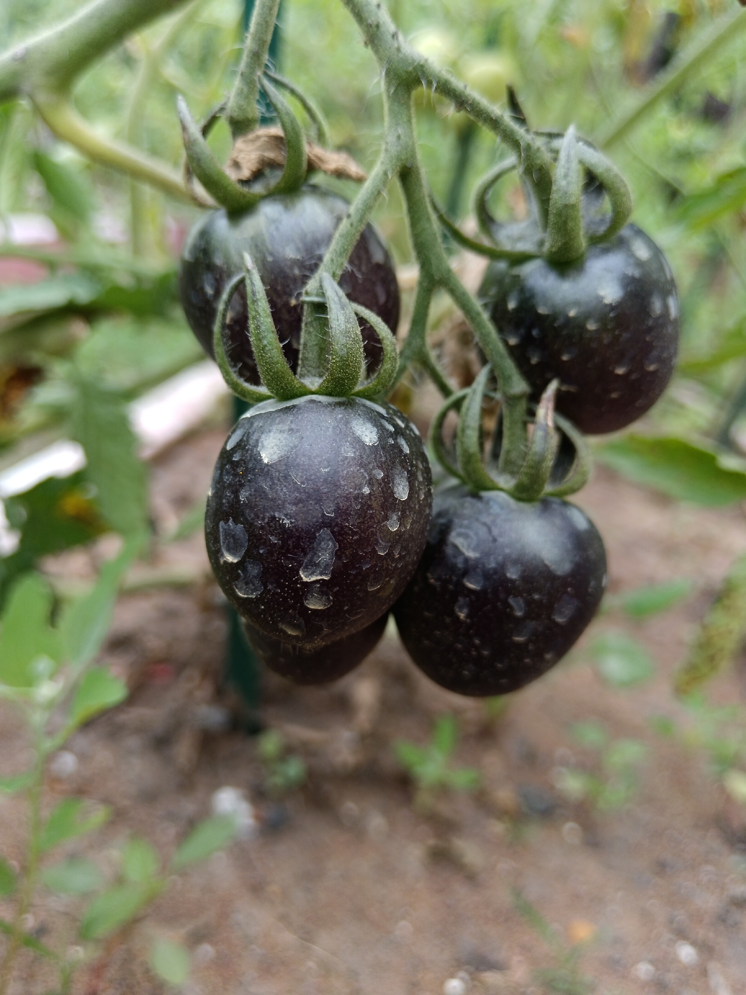 Summer morning around a Sorochinsk backyard — gardens, cats, home life